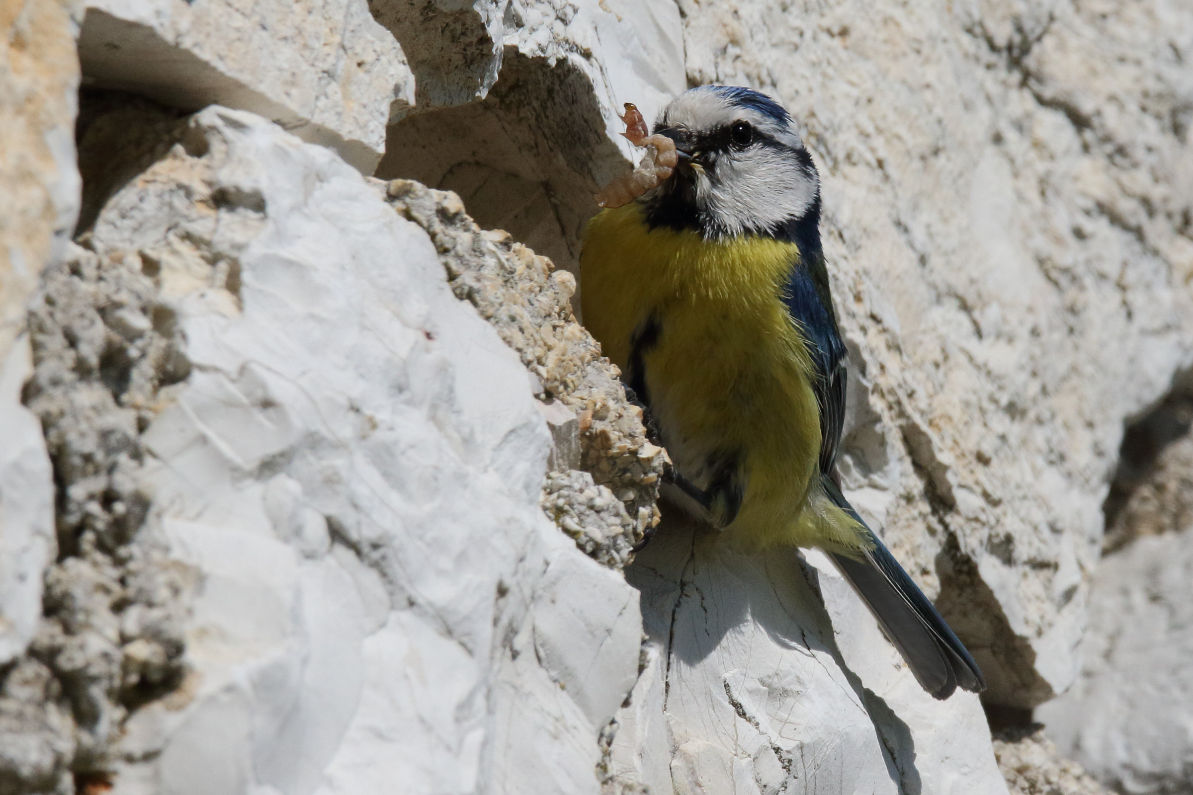 return to the nest blue tit