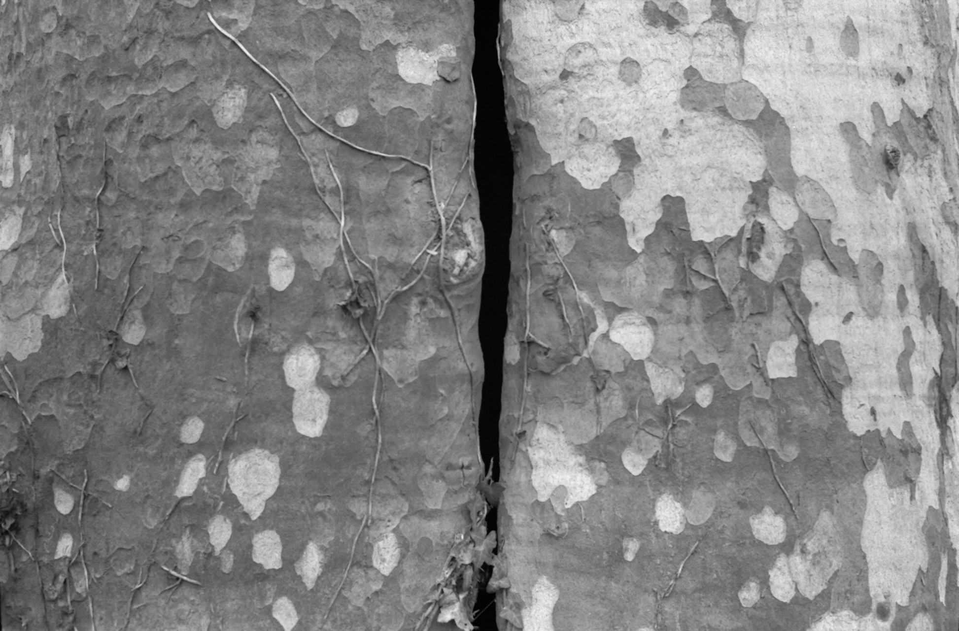 La frattura che ho dentro (cuore di un albero)