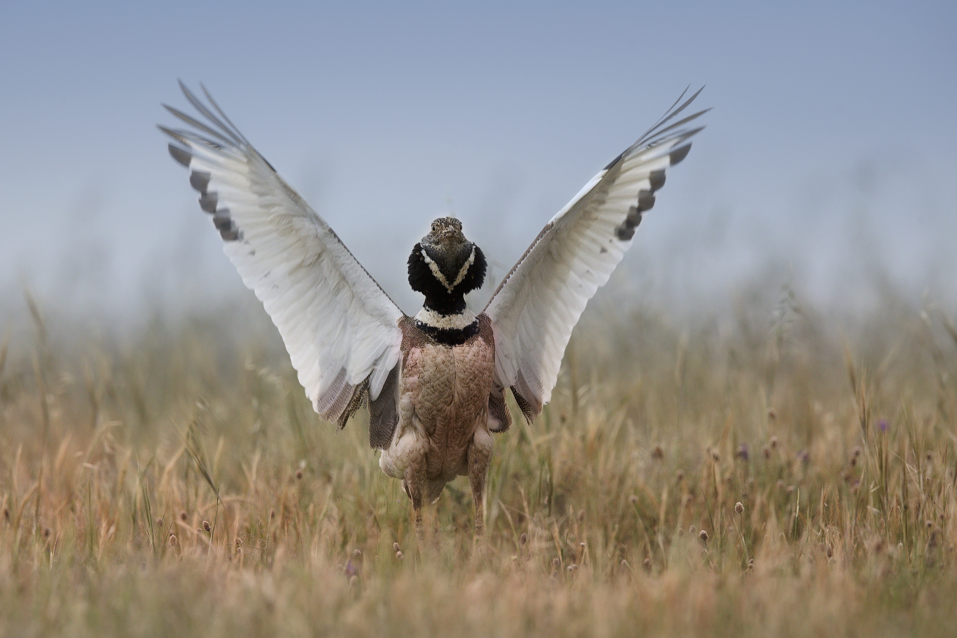 Little Bustard Piana del Coghinas (Tetrax tetrax)