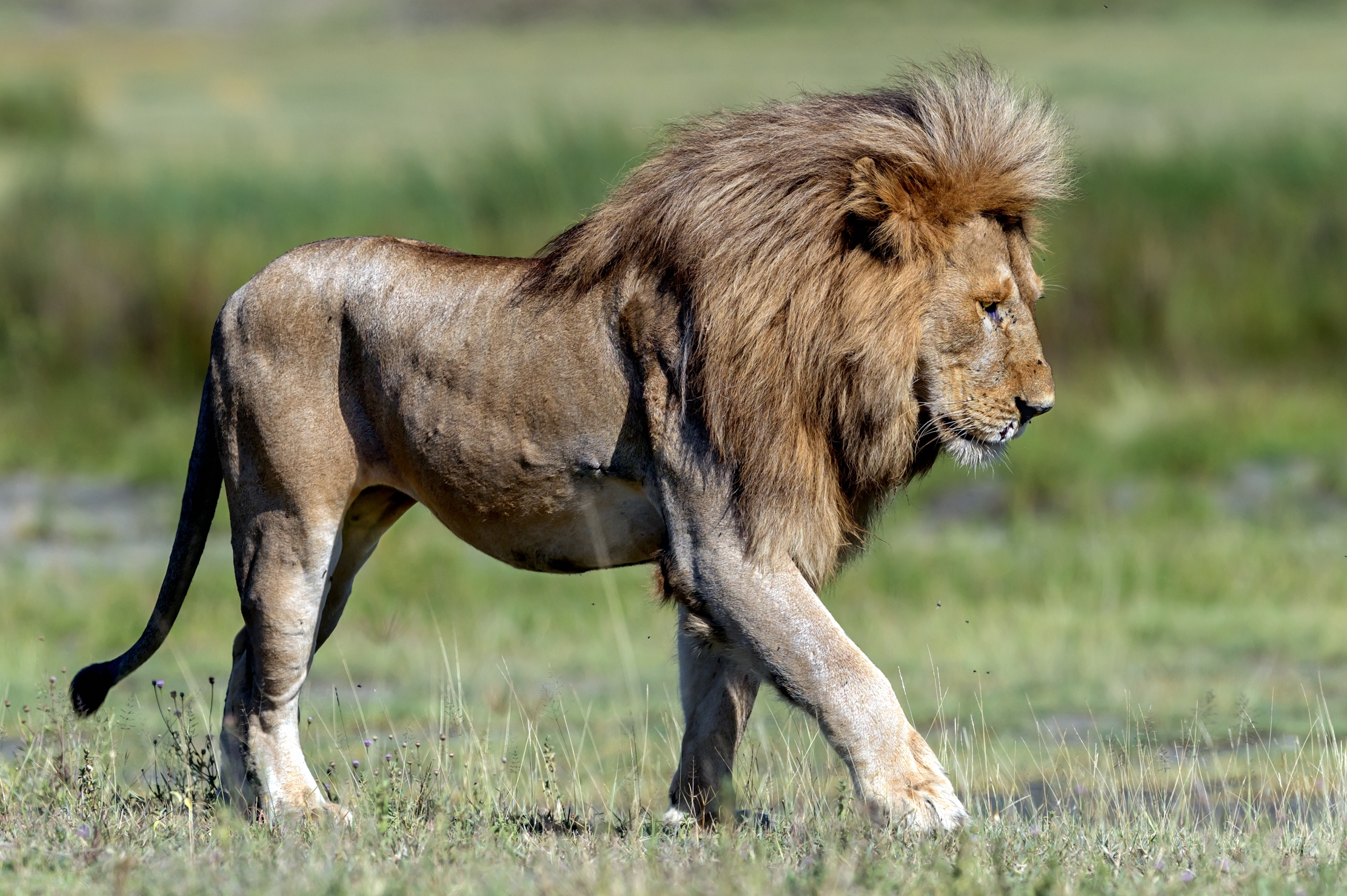Tanzania 2016 - Lion