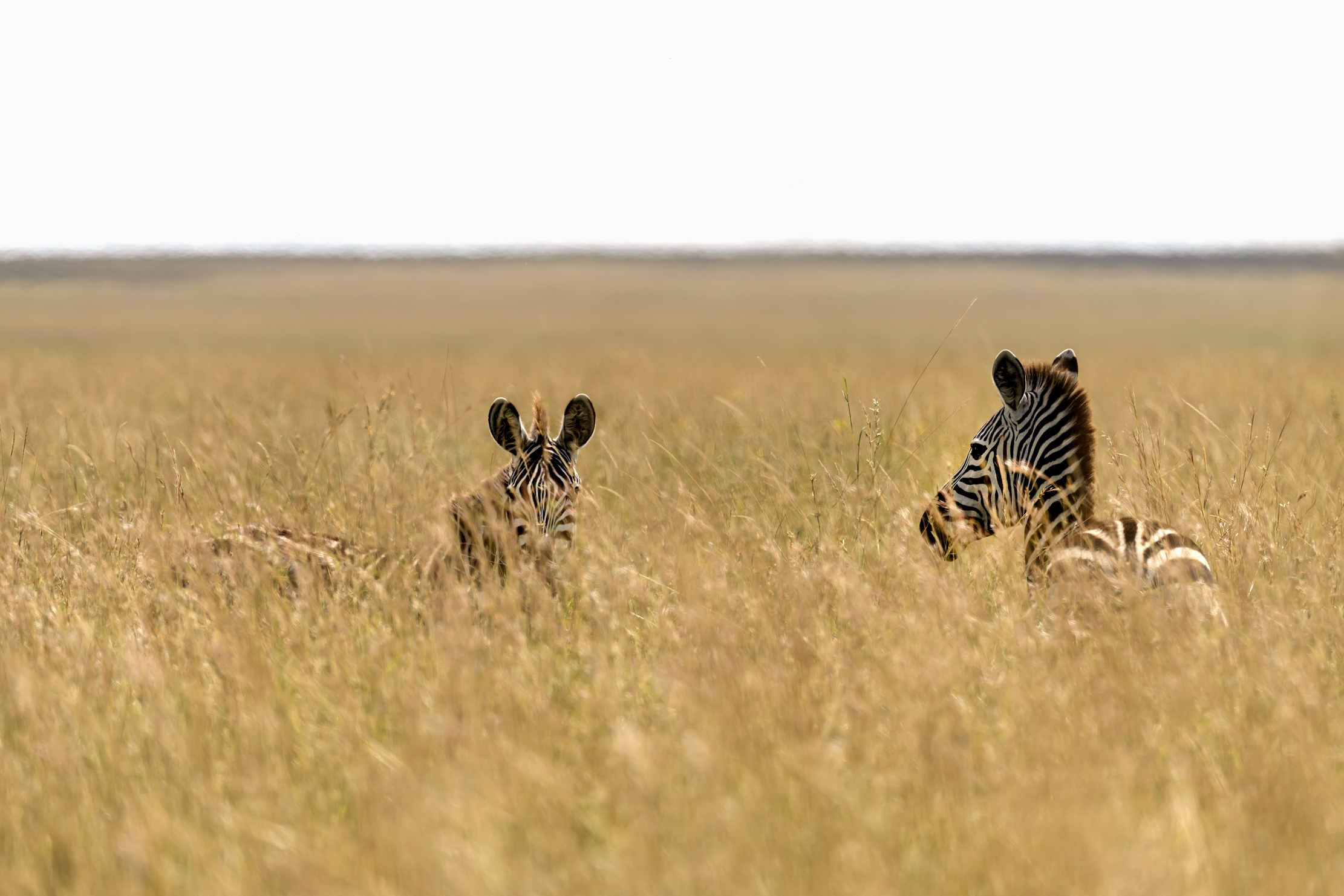 Tanzania 2016 - Serengeti