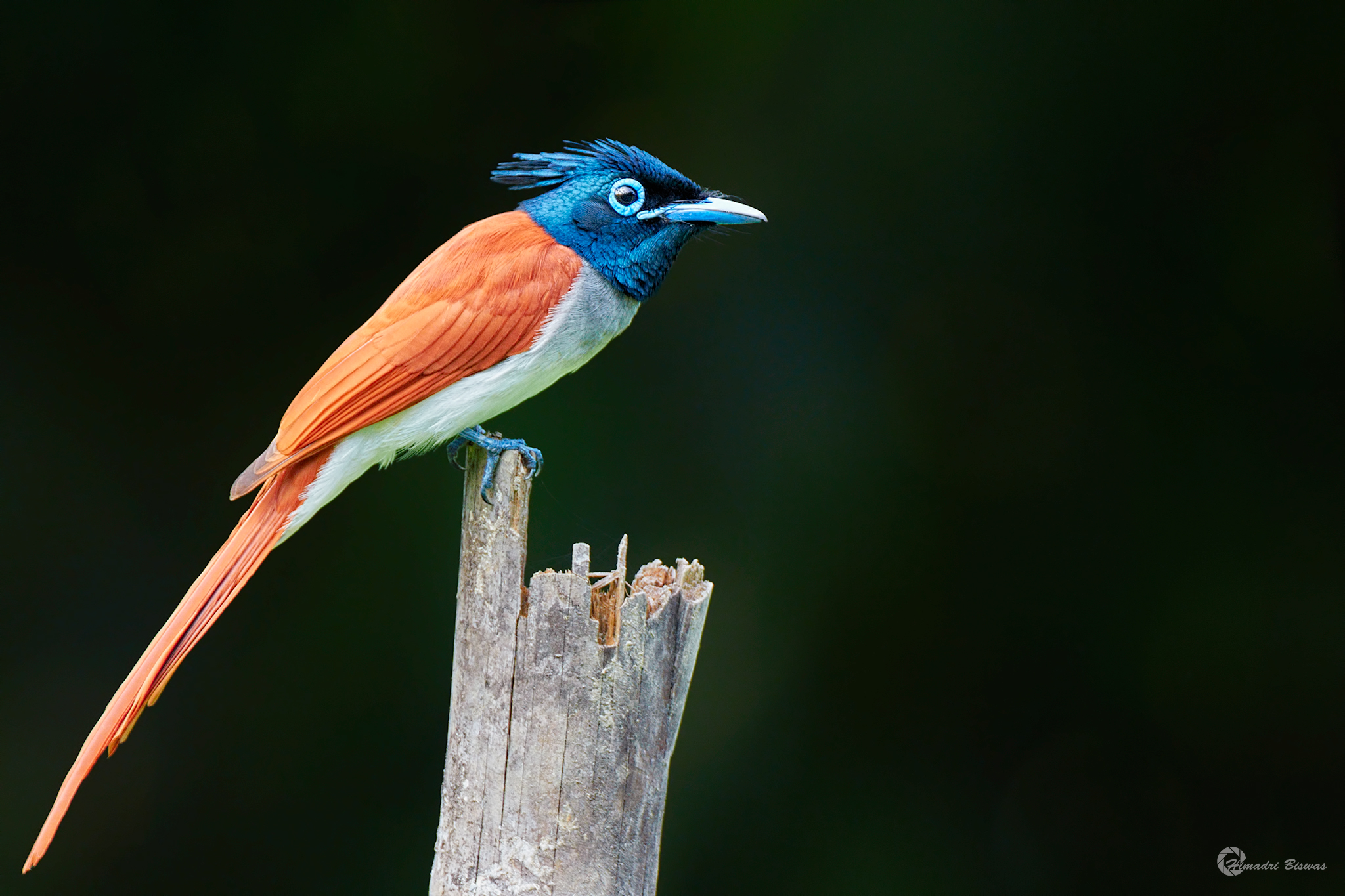 Indian paradise flycatcher male