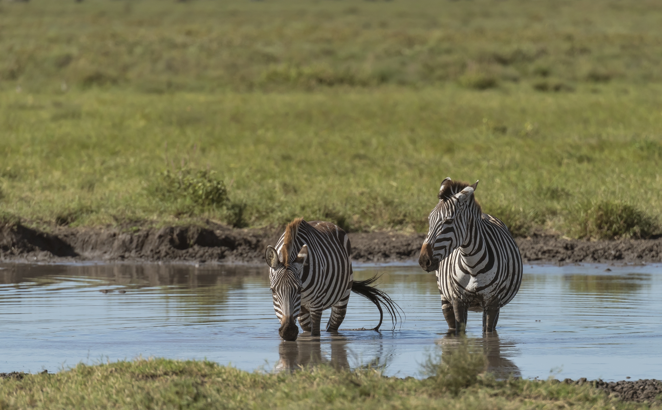 Tanzania 2016 - Nella pozza