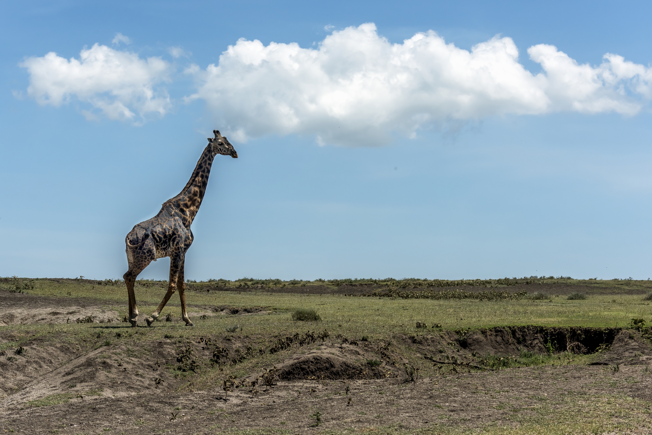 Tanzania 2016 - Serengeti
