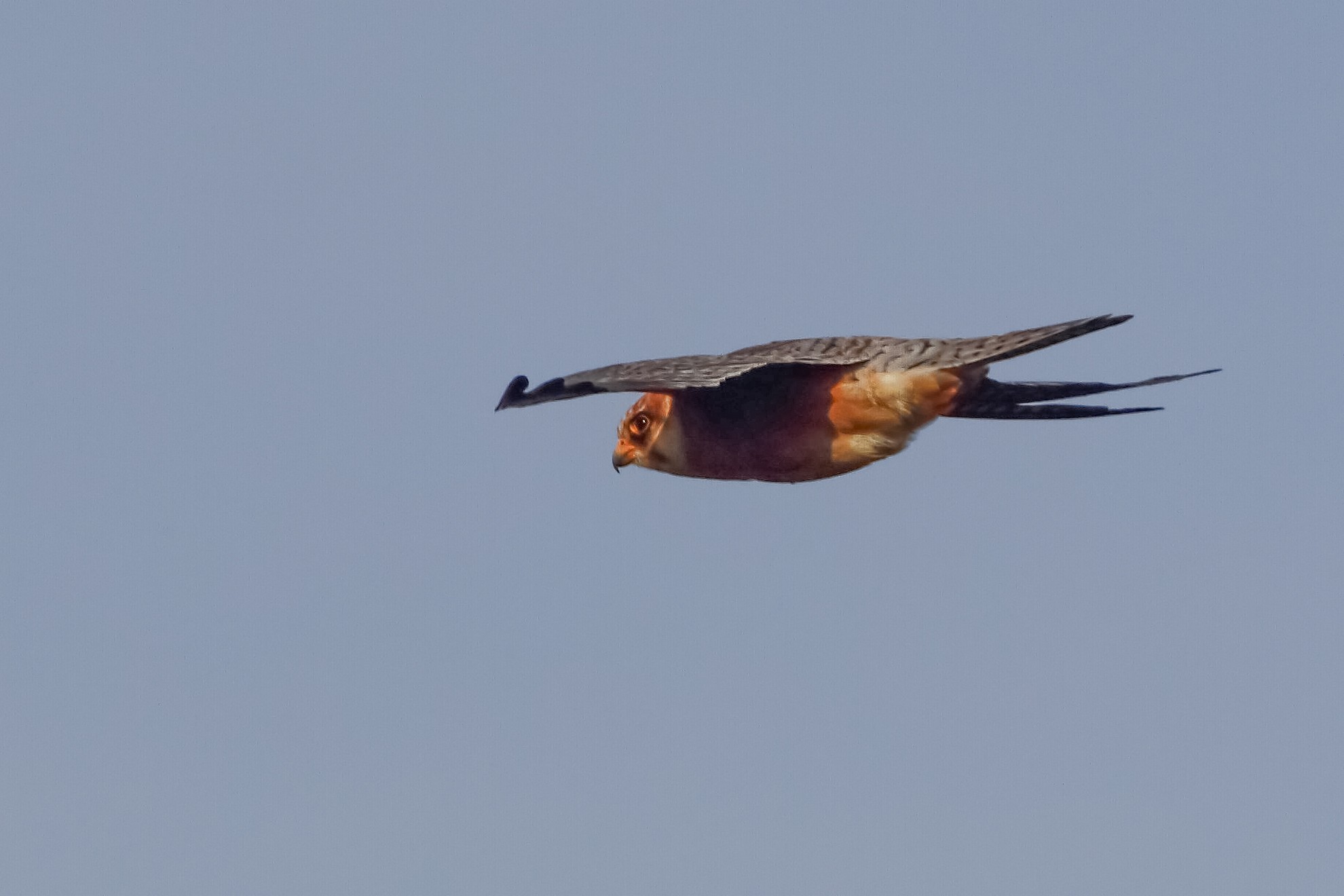 Female red-footed falcon