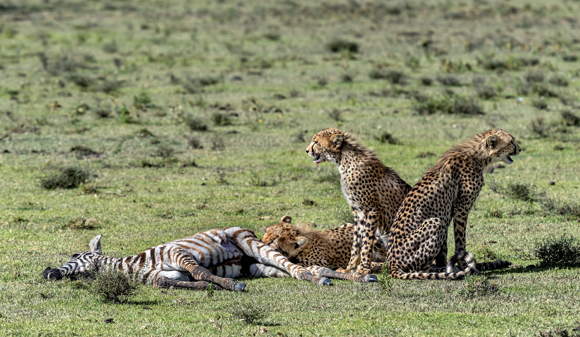 Tanzania 2016 - Dopo la  Predazione