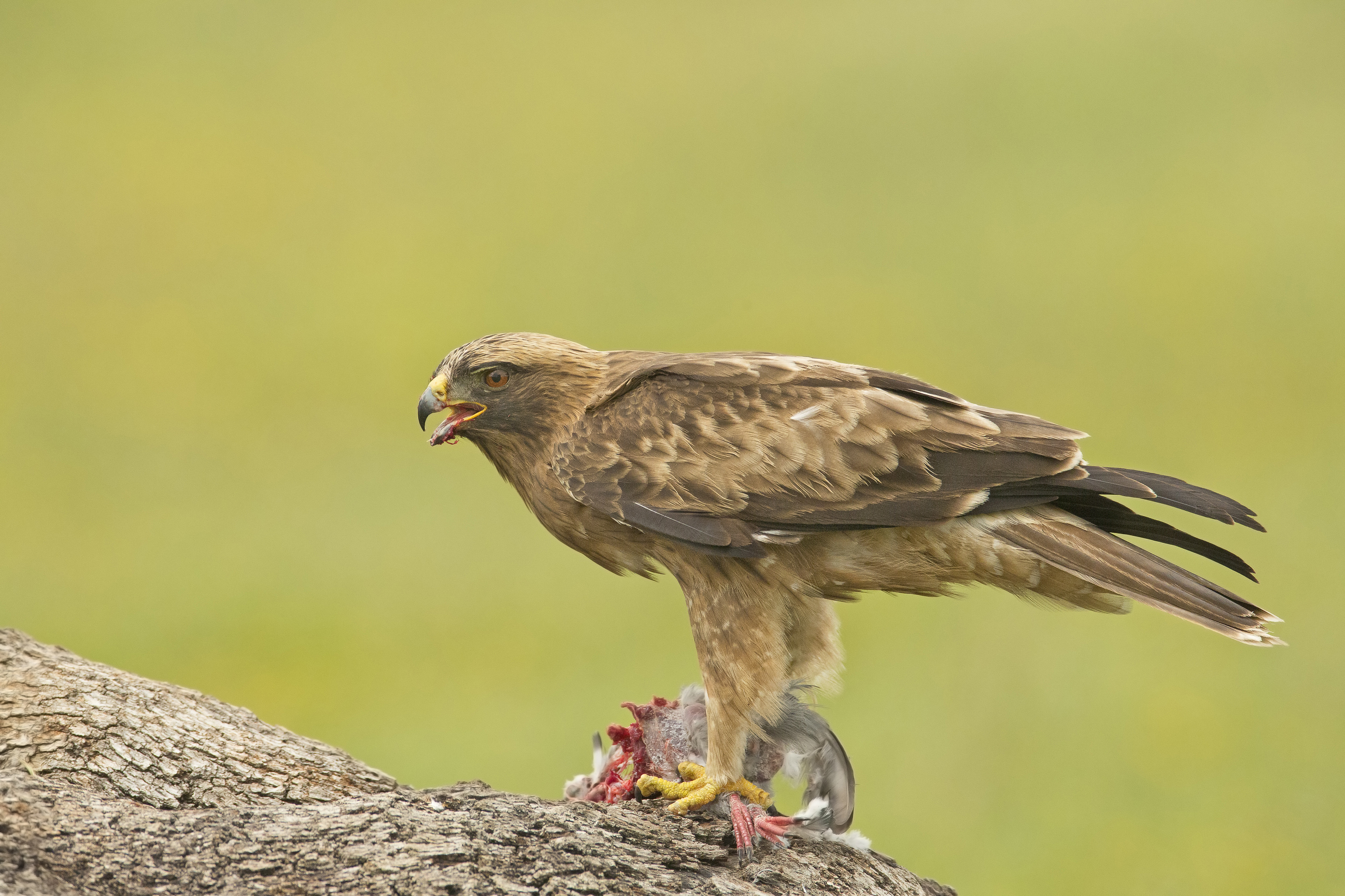 aquila minore (maschio)