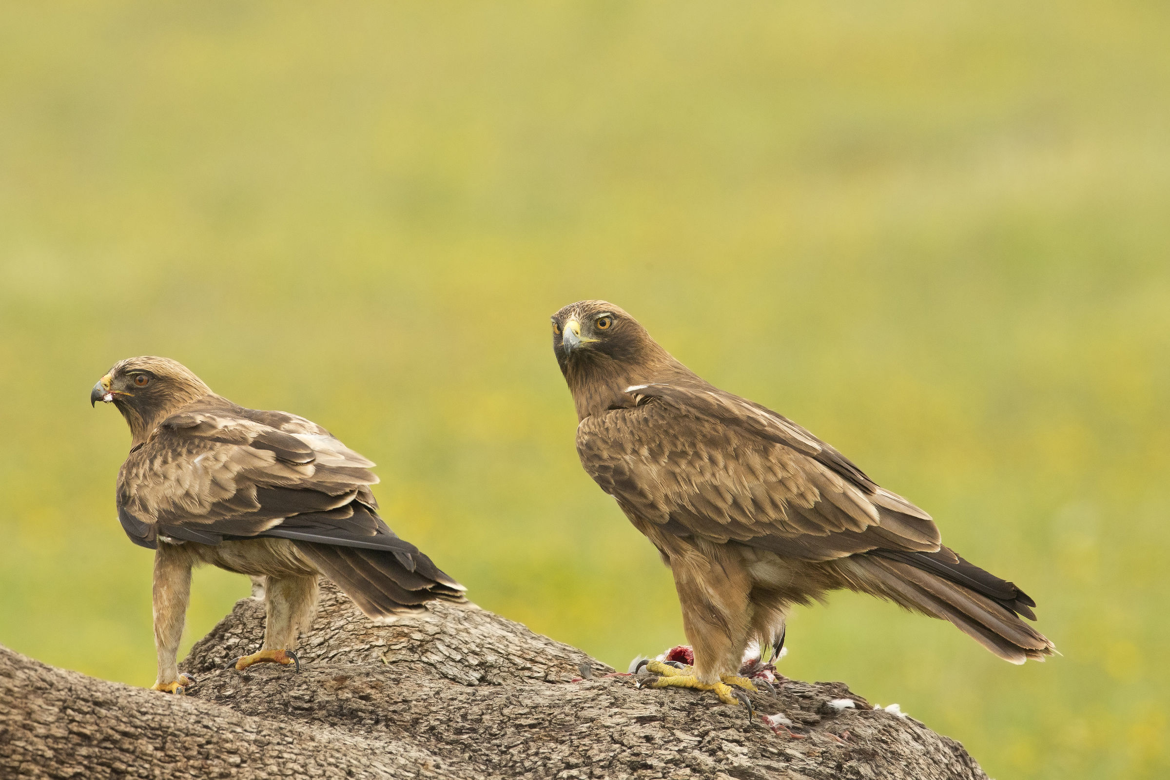 aquila minore (maschio e femmina insieme)