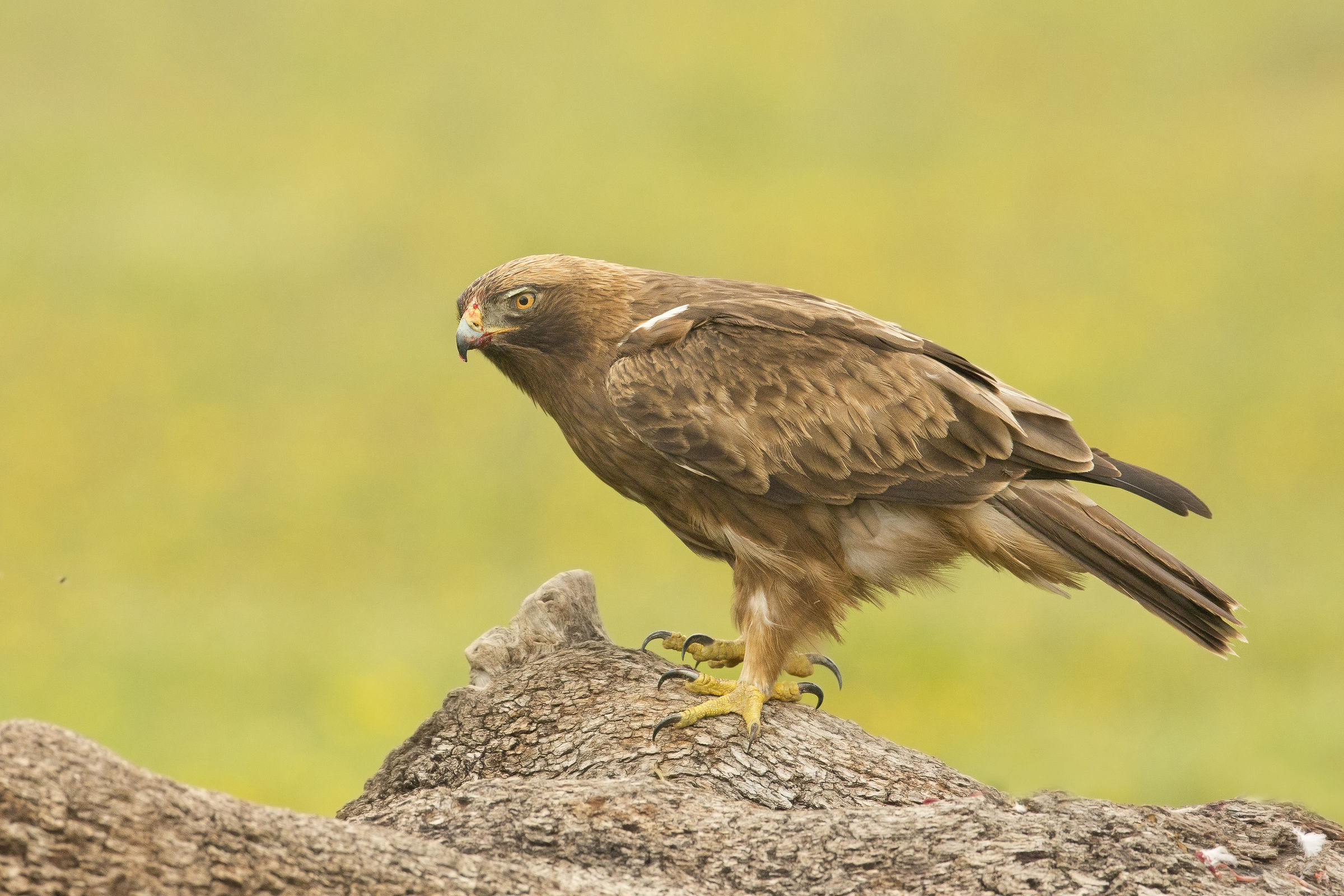 aquila minore (femmina)....con moschina