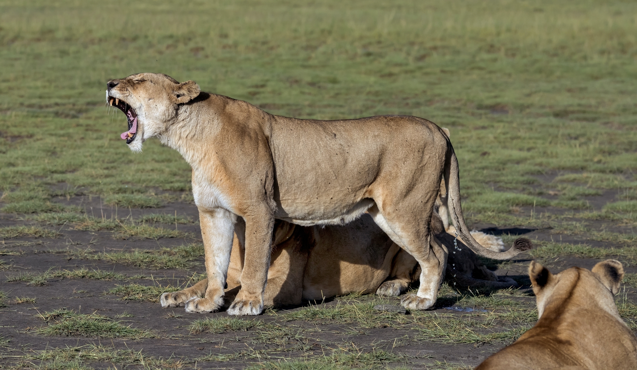 Tanzania 2016 - Richiami
