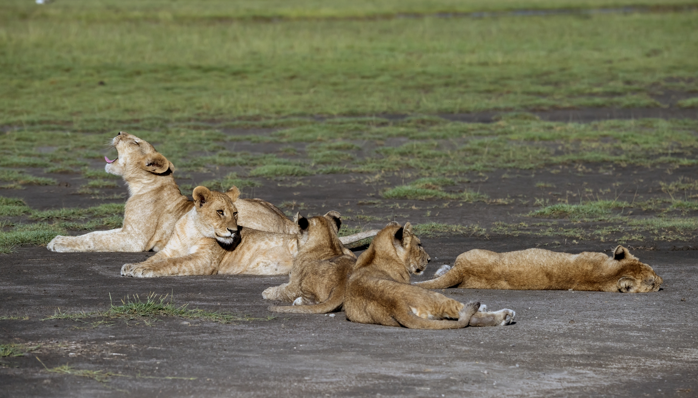 Tanzania 2016 - Cuccioli