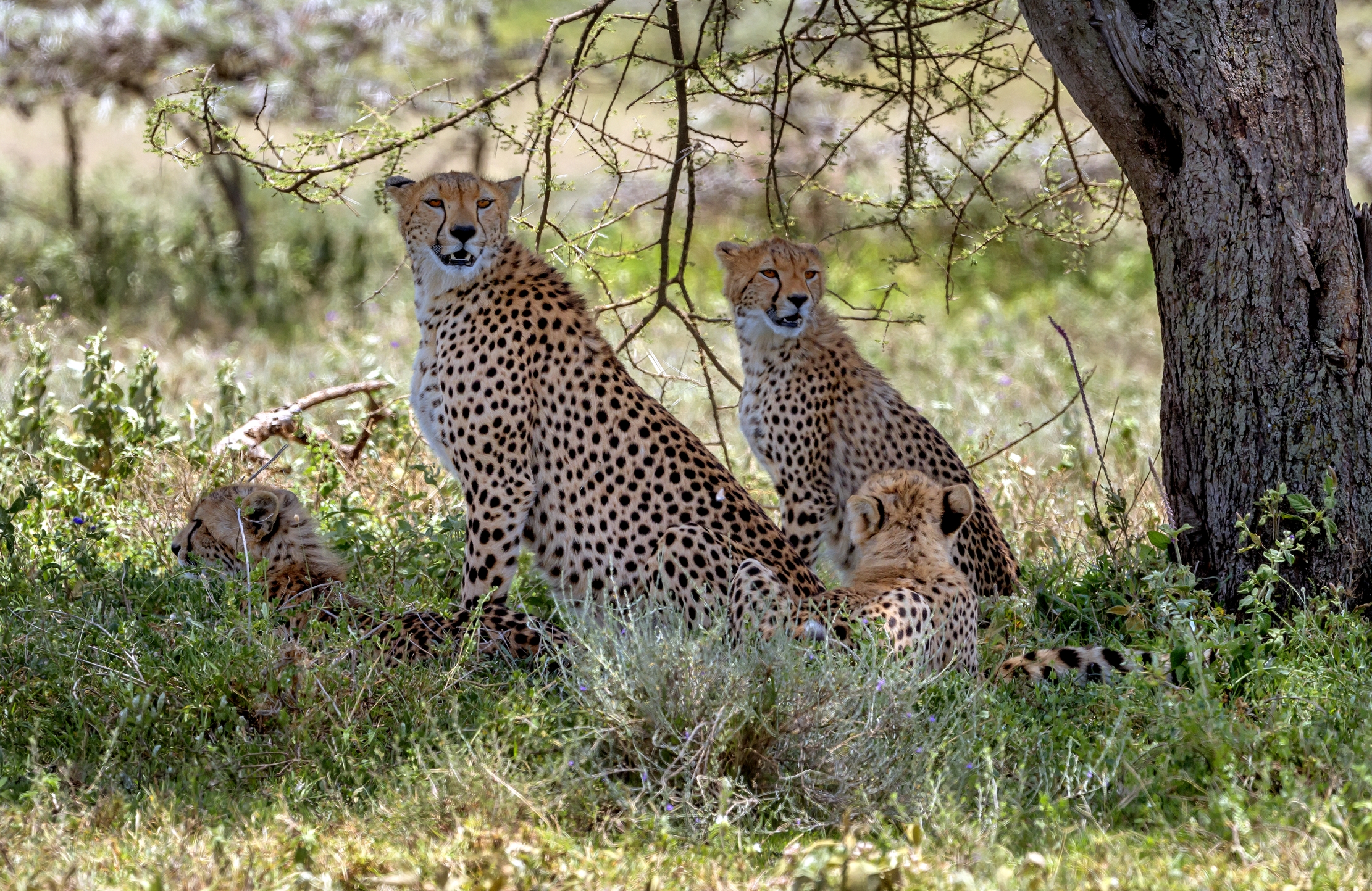 Tanzania 2016 - All'ombra