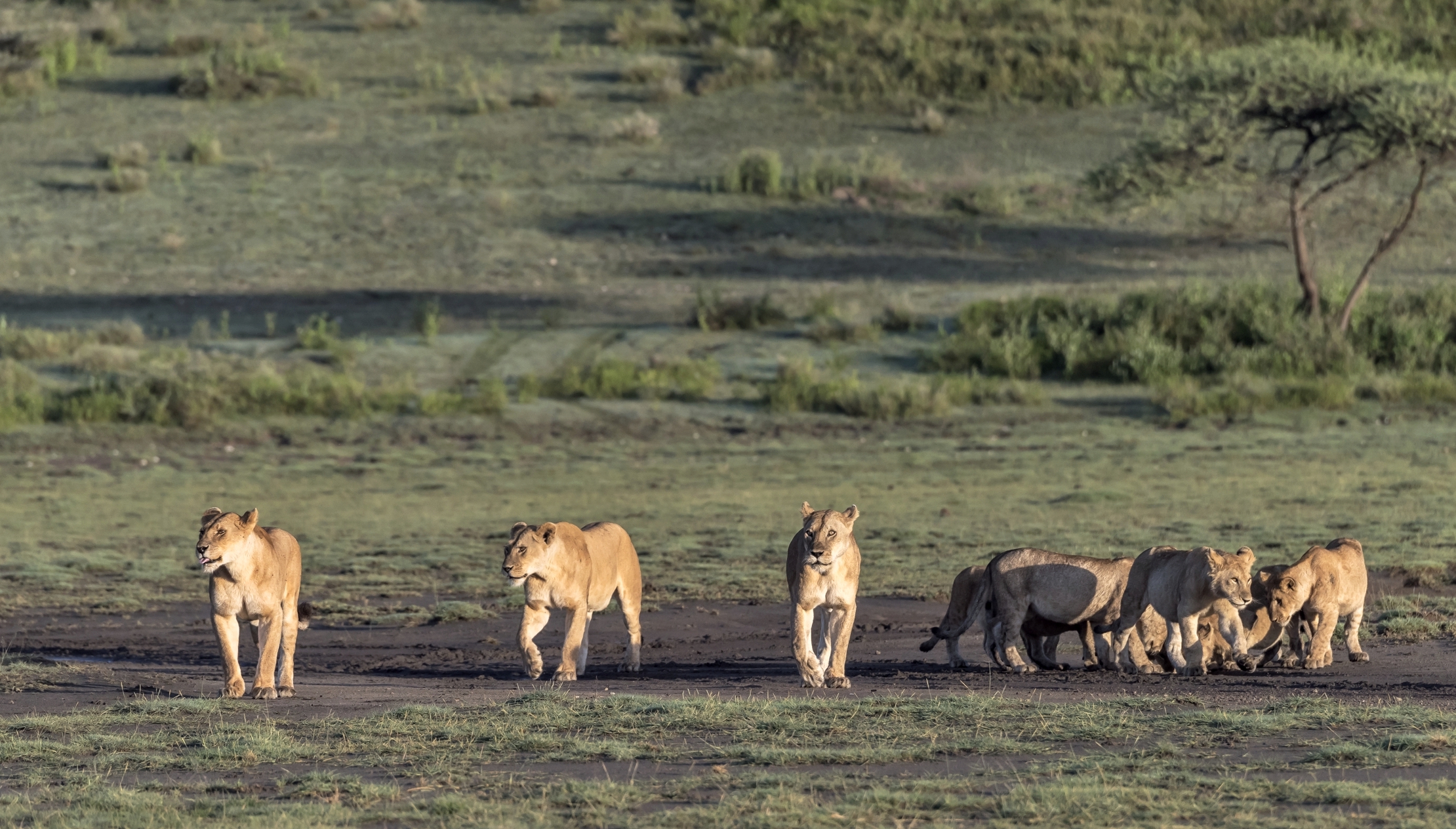 Tanzania 2016 - All'alba