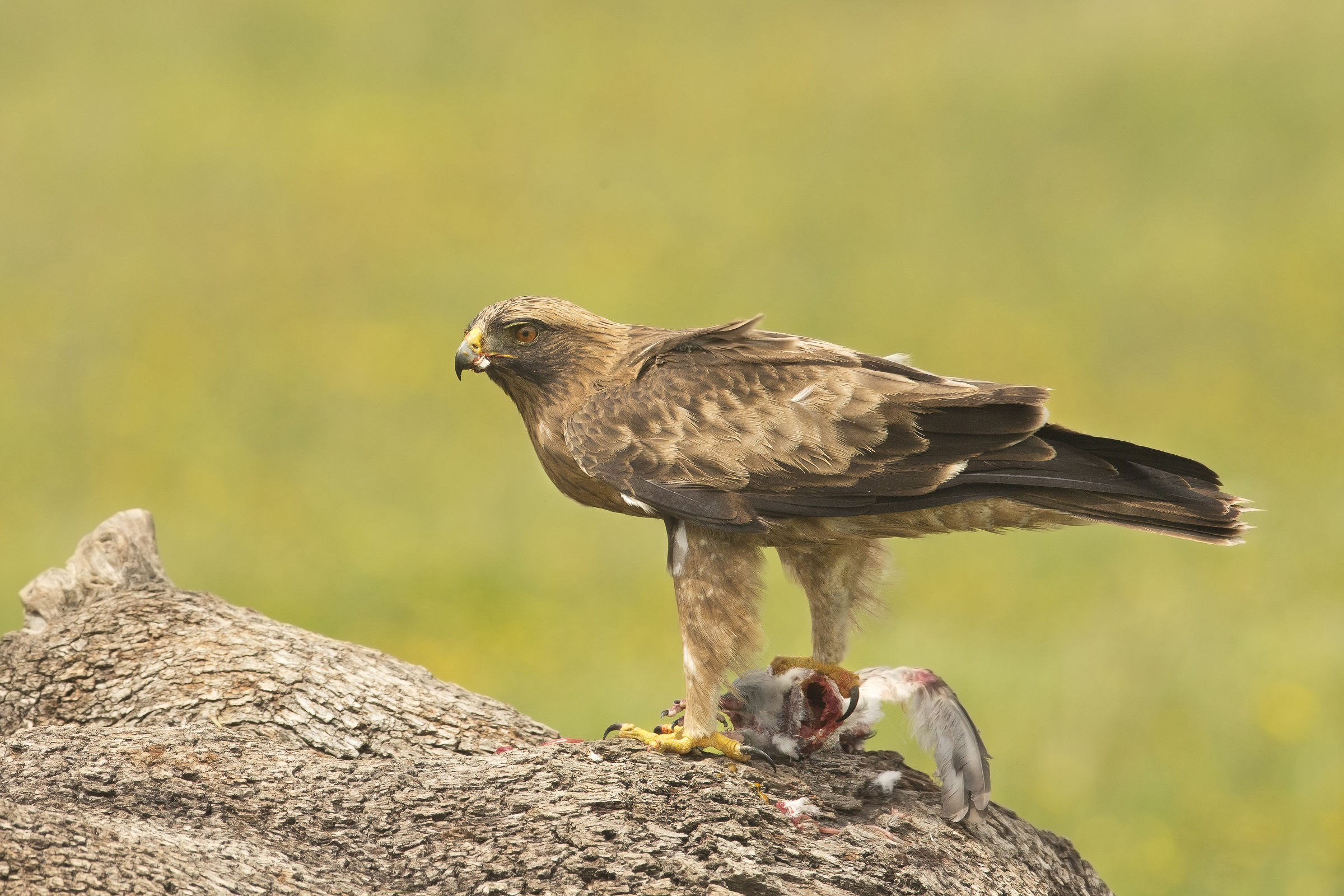 aquila minore (maschio)