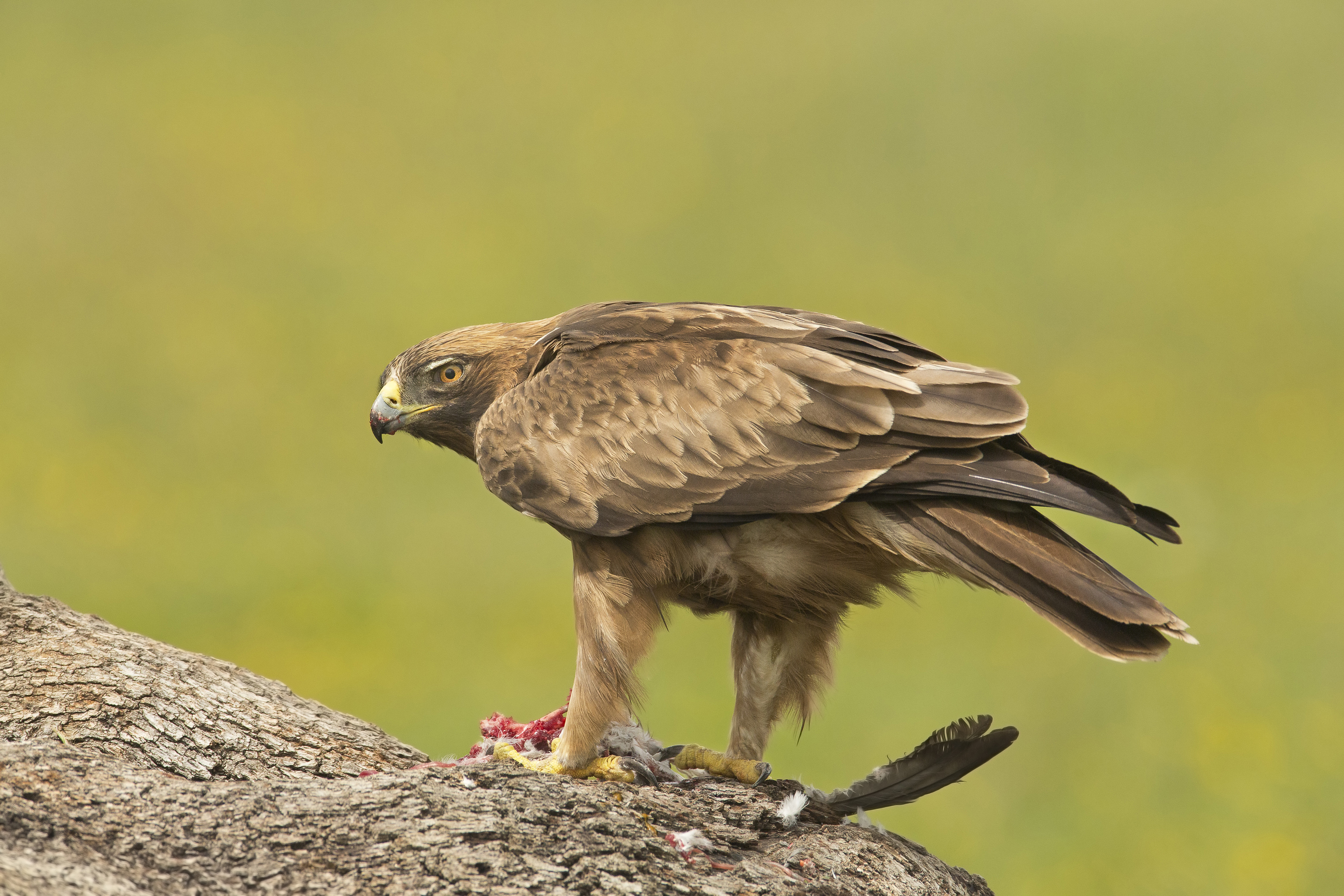 aquila minore (femmina)