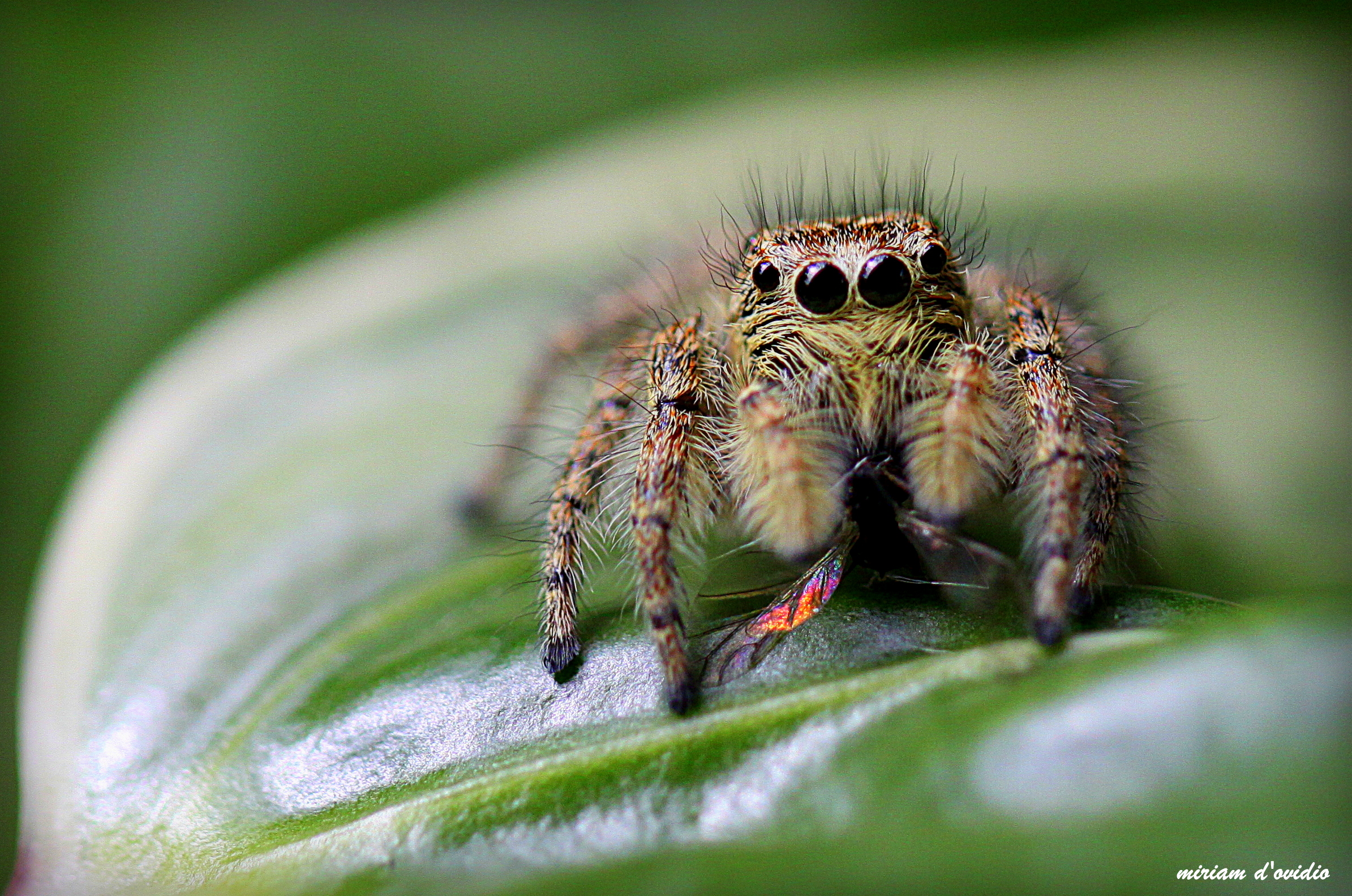 salticidae