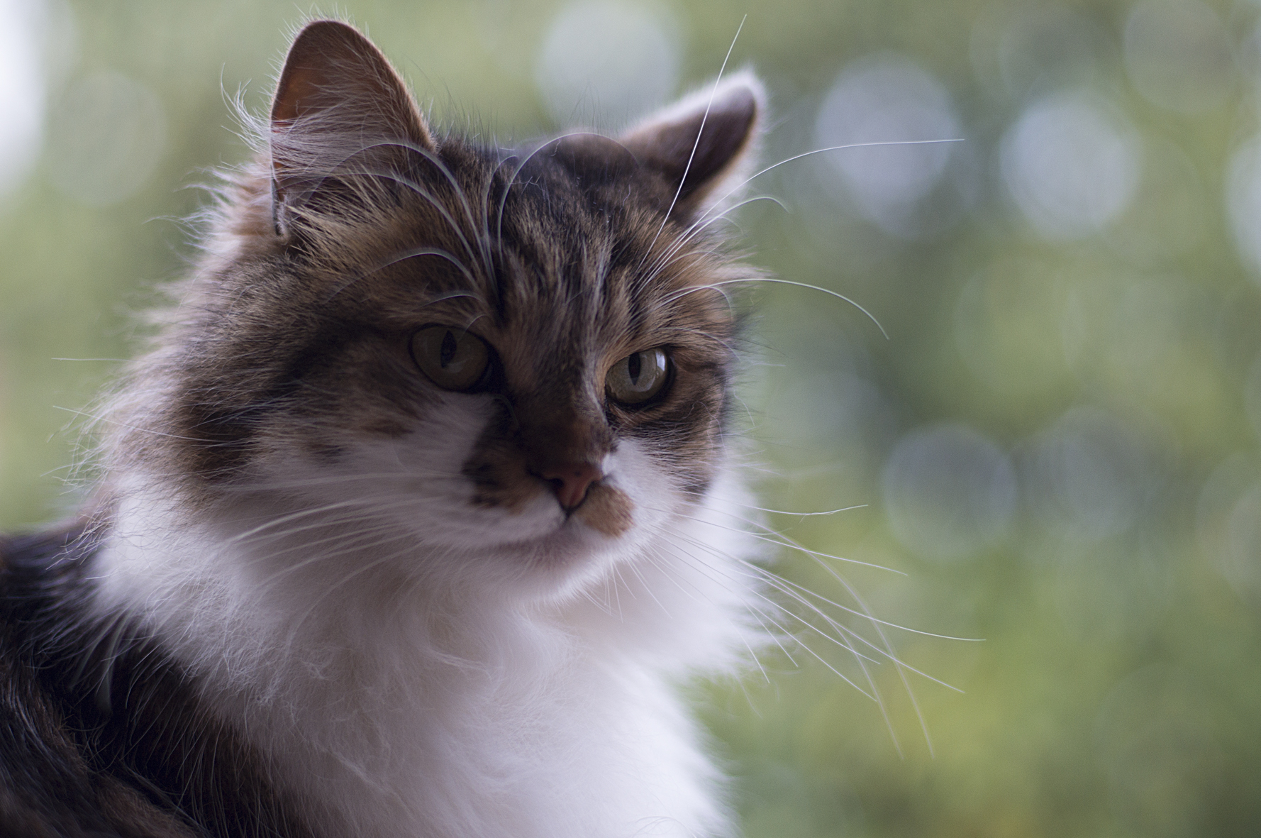 Canon FD 50 1.4 on Sony NEX-3n