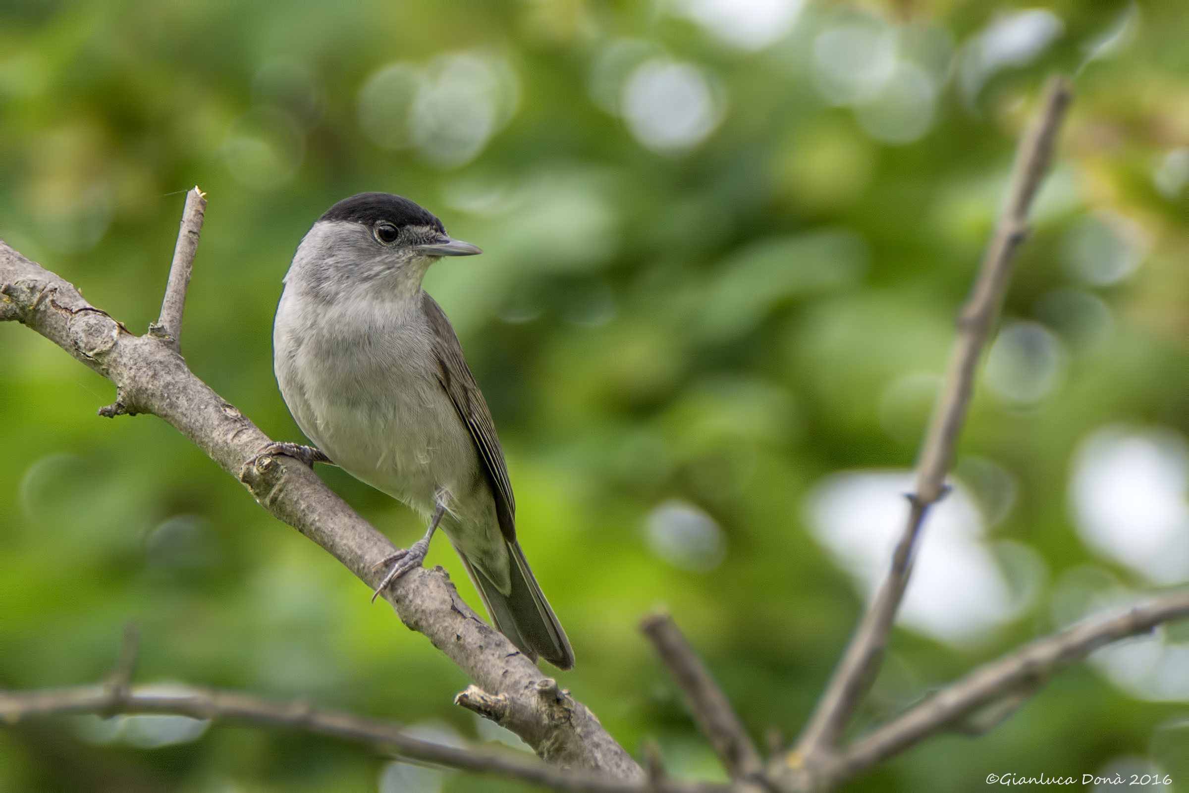 Sylvia atricapilla L. 1758