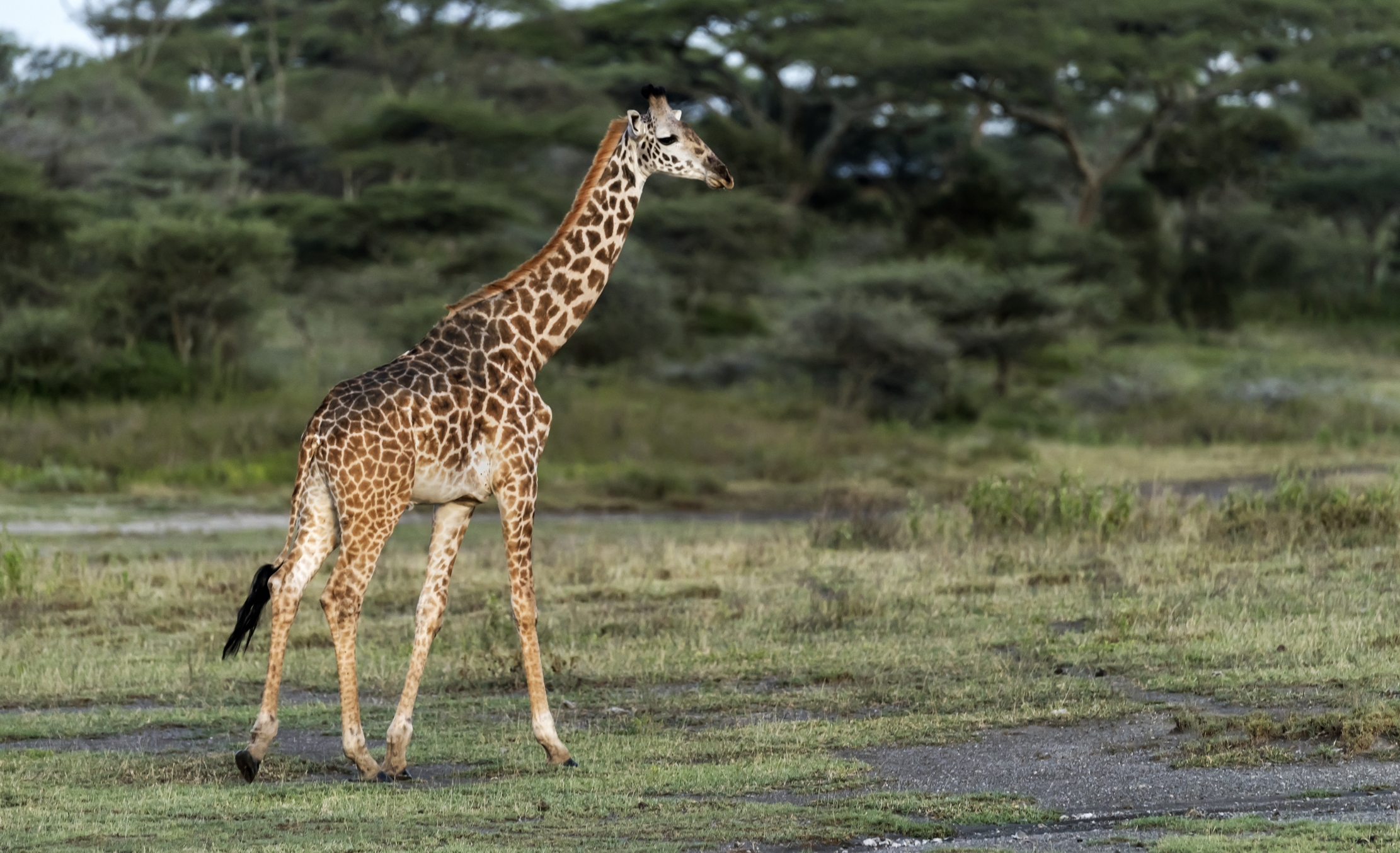 Tanzania 2016 - Piccola Solitaria