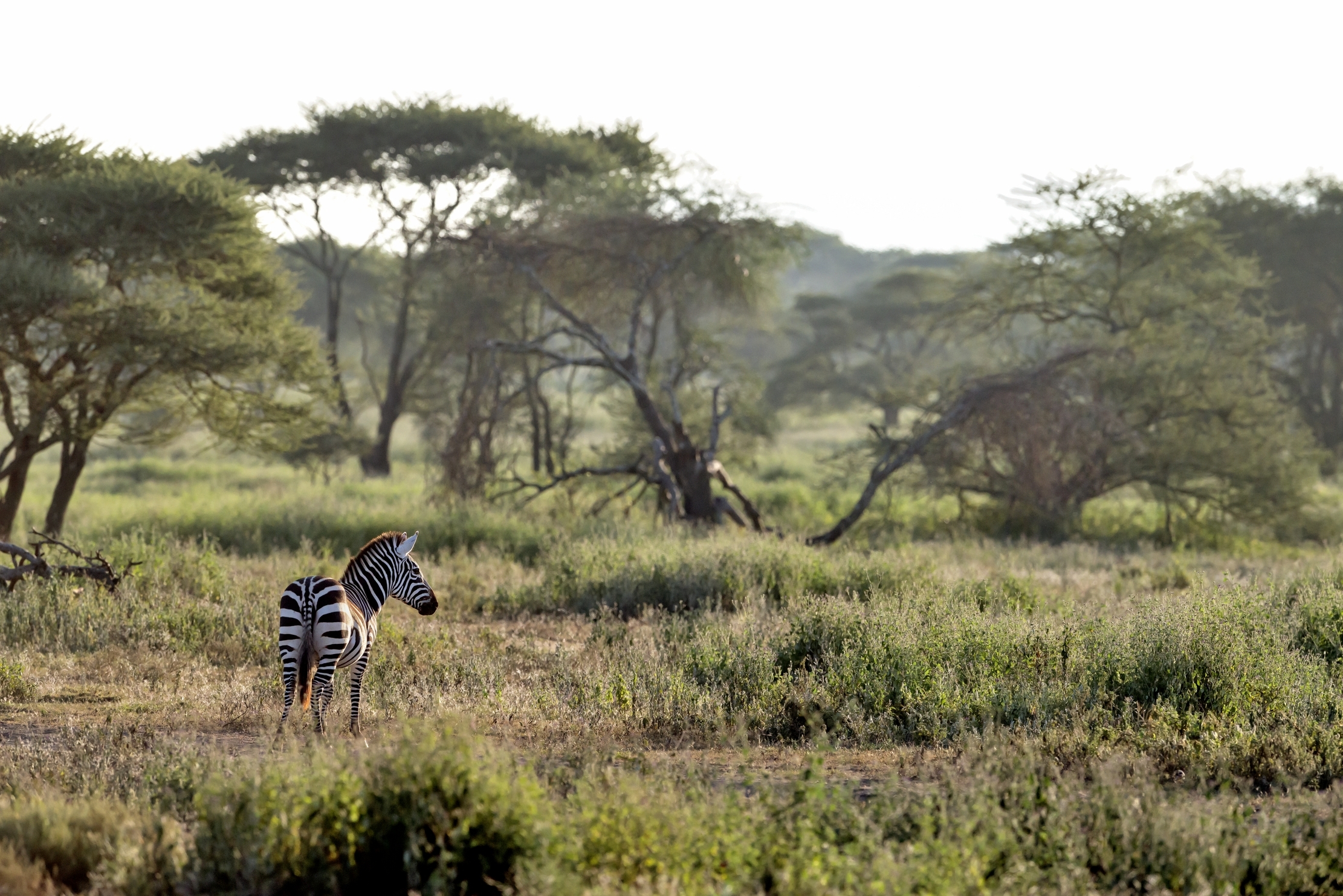 Tanzania 2016 - Solitaria