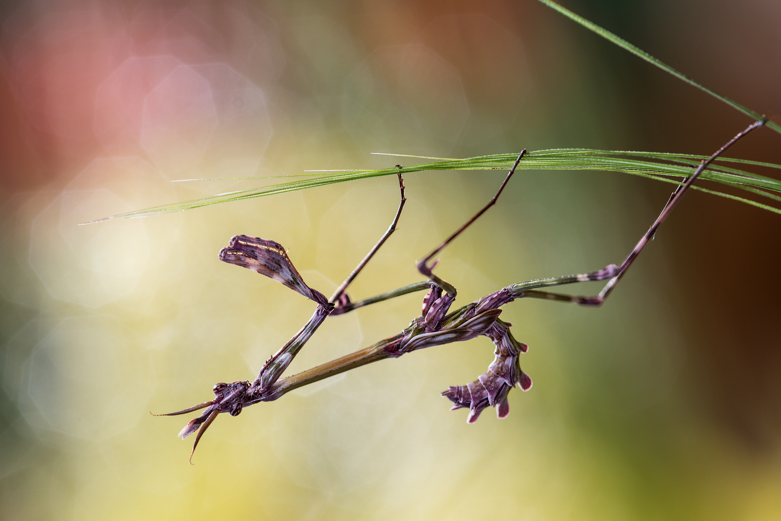 Empusa pennata, giovane maschio
