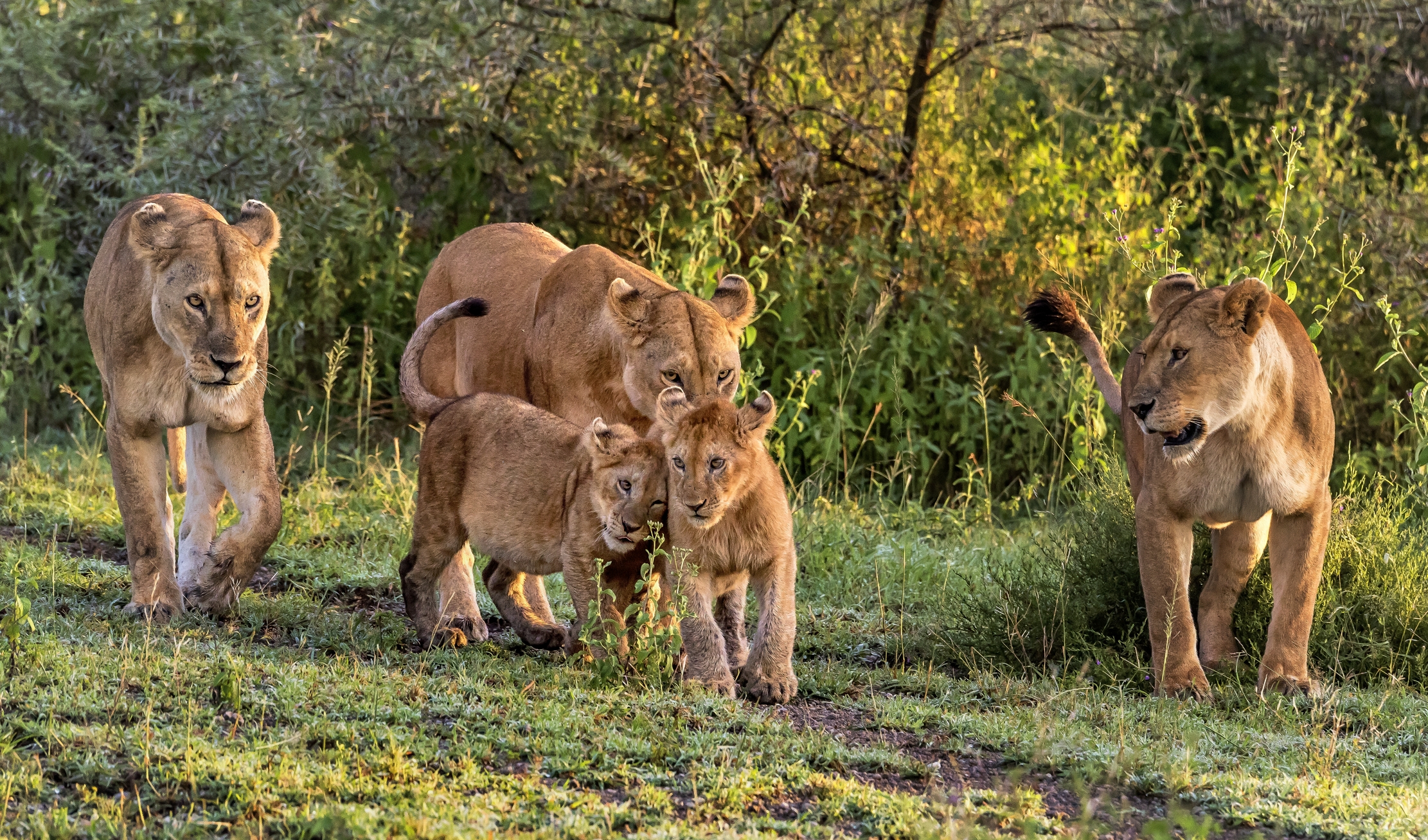 Tanzania 2016 - Famigliola all'alba