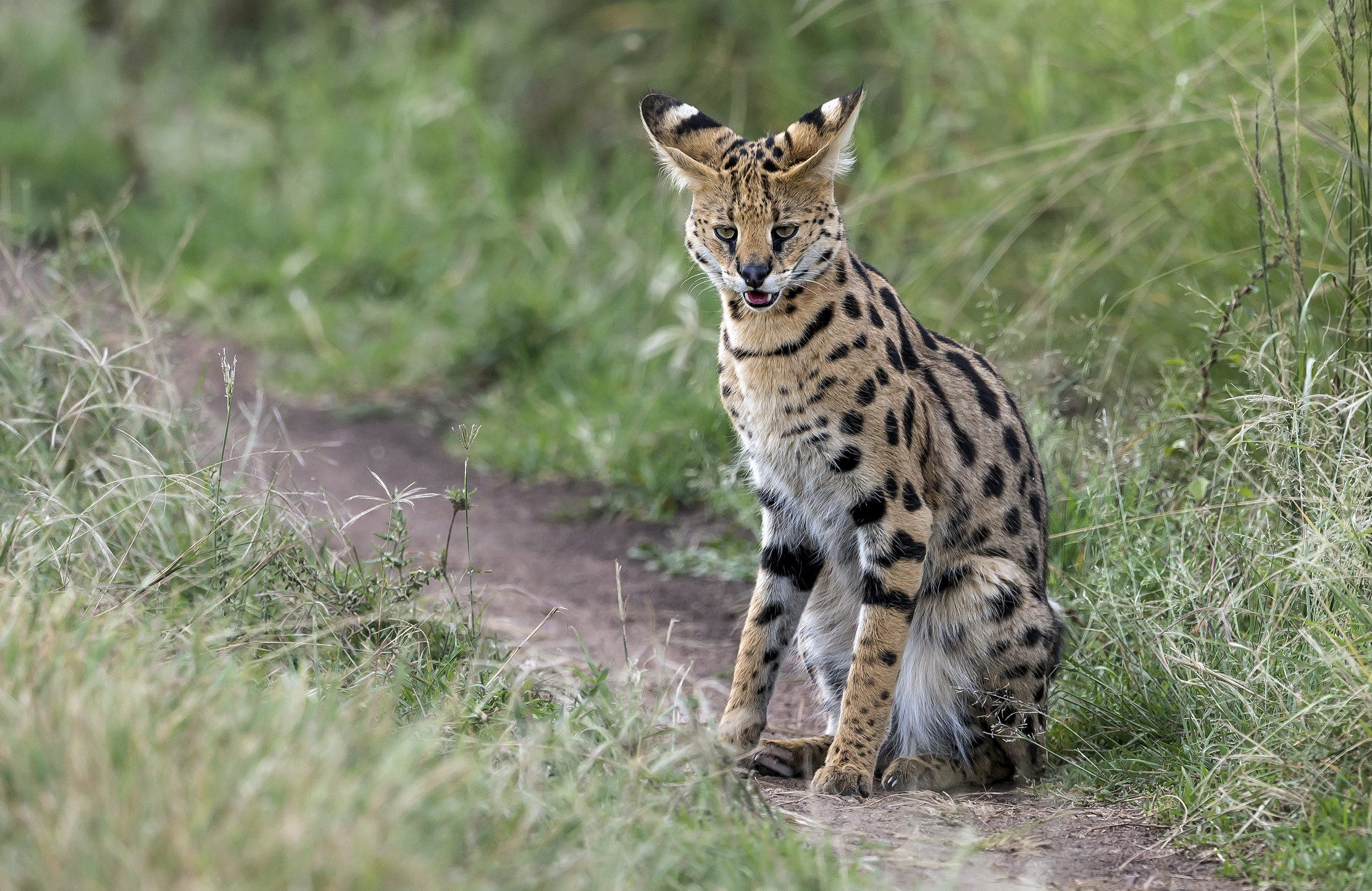Tanzania 2016 - Serval