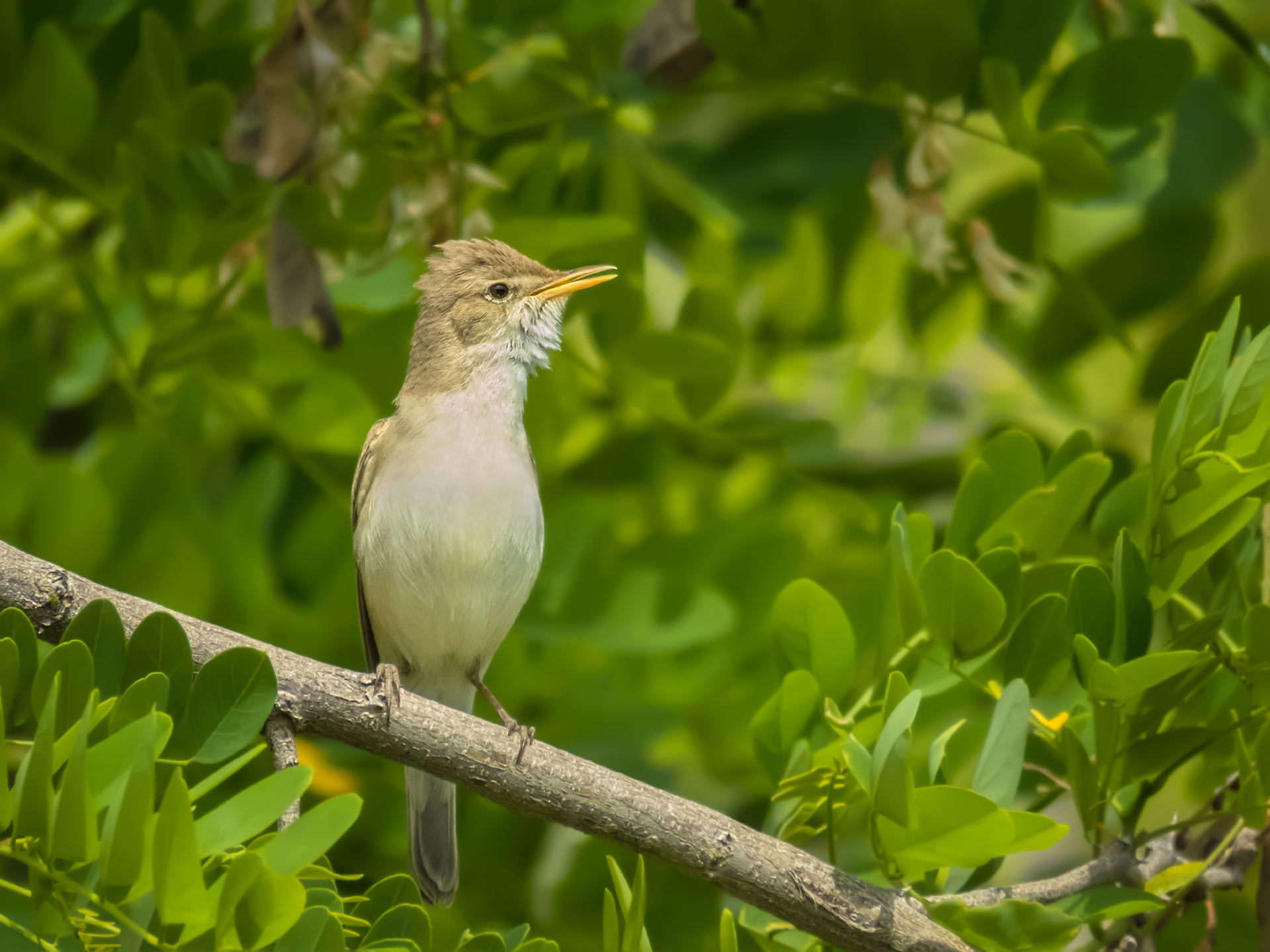 Olivaceous Warbler