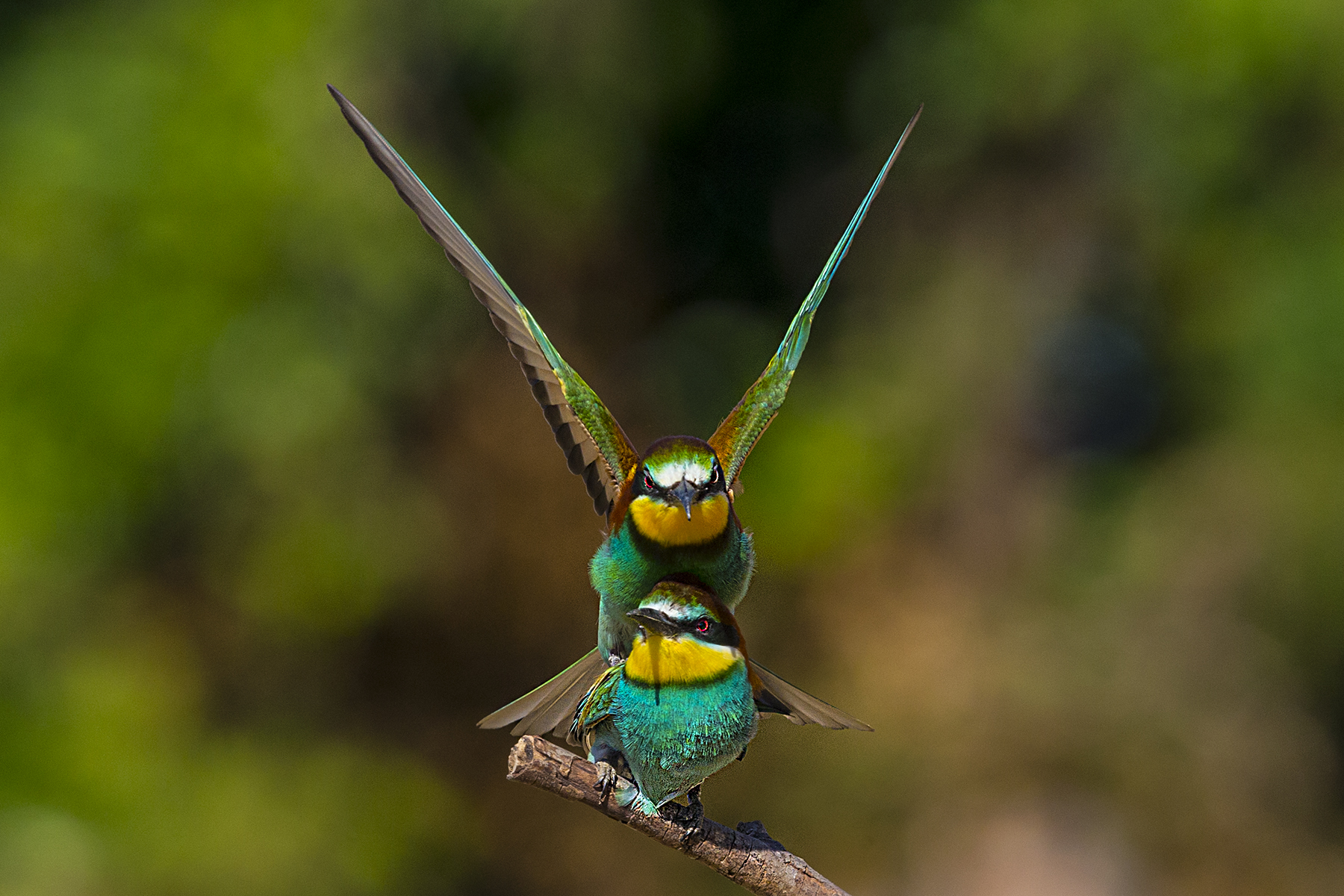 bee-eaters