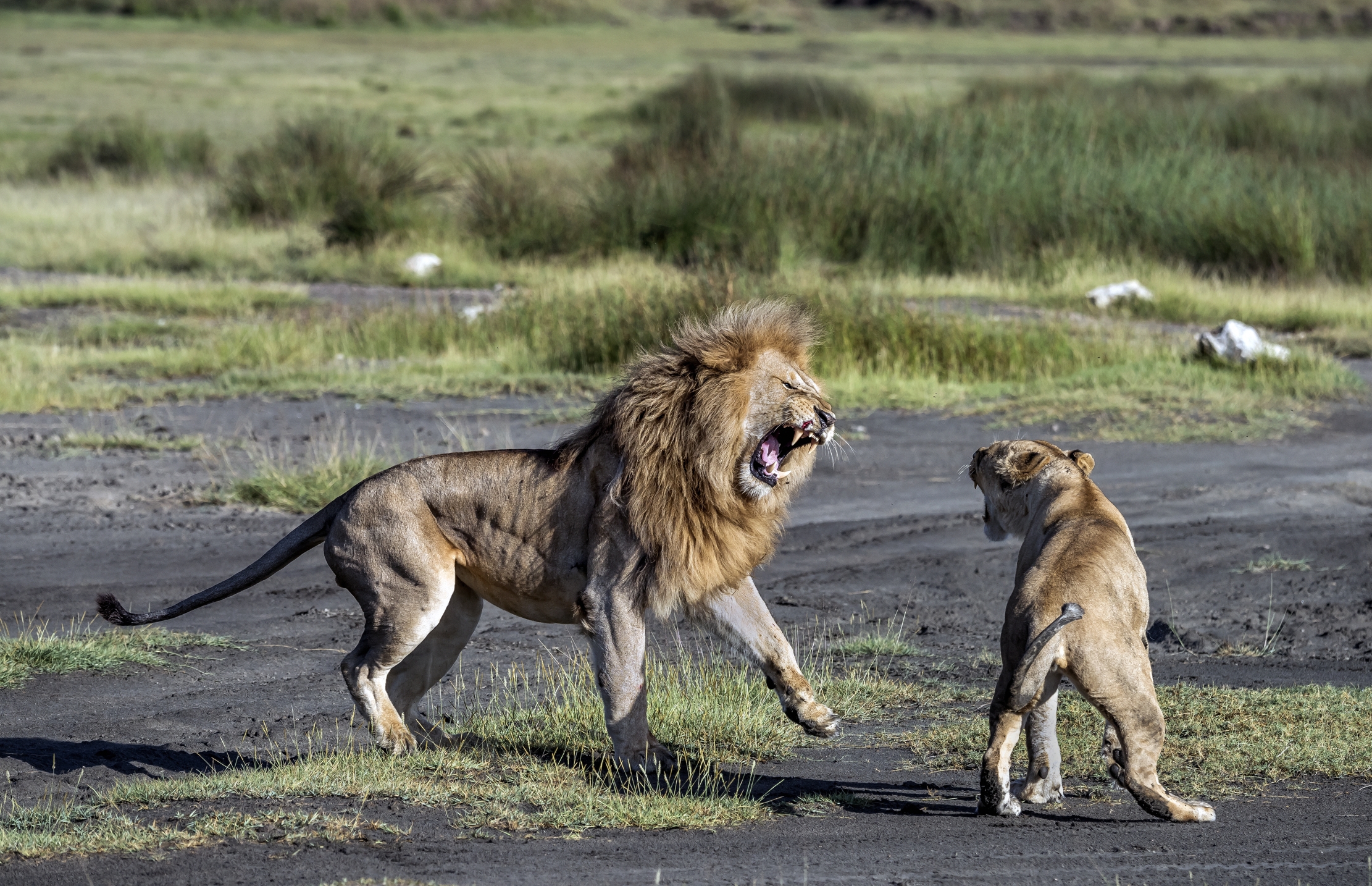 Tanzania 2016 - Nervosismo d'amore