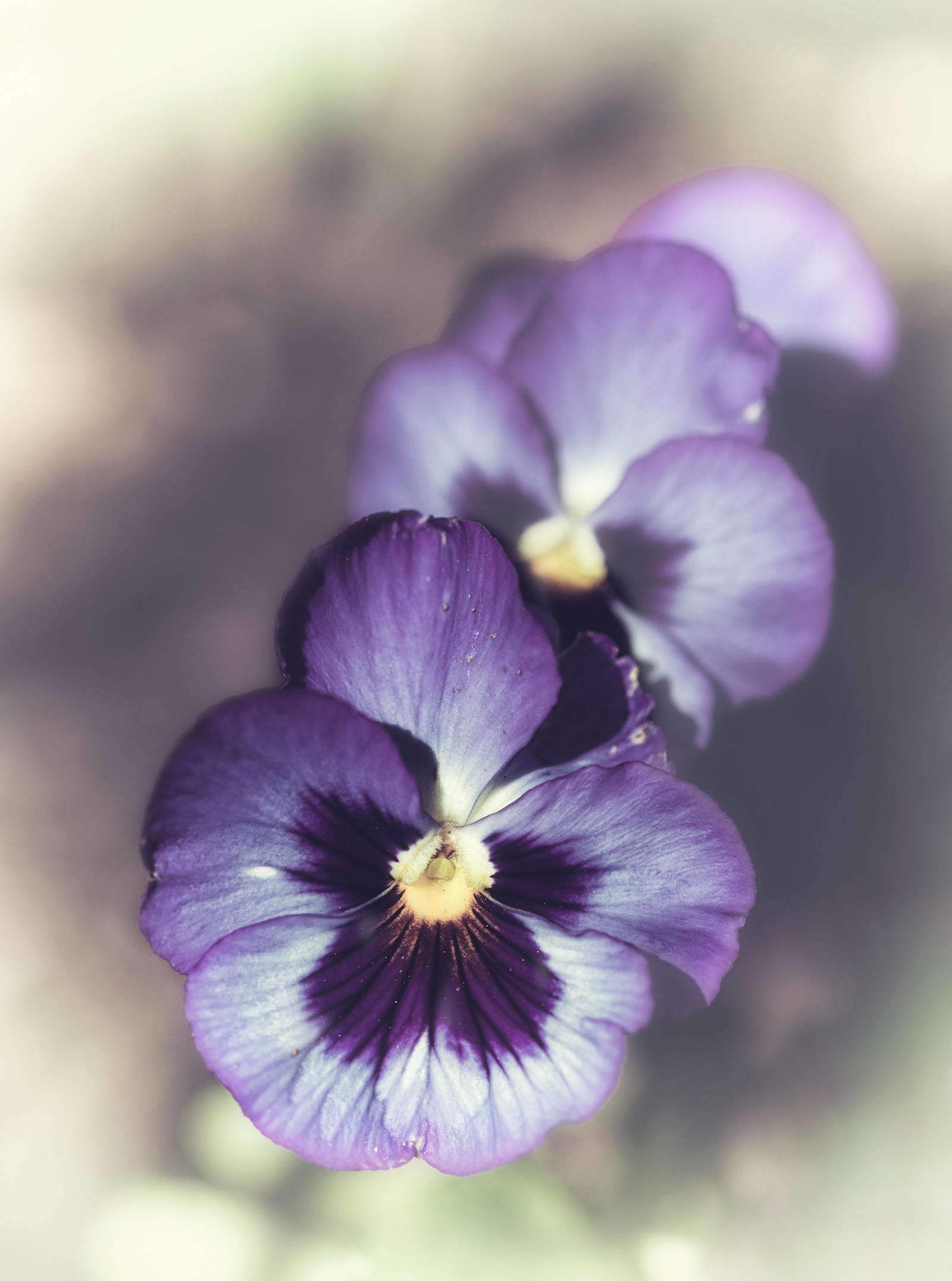violas