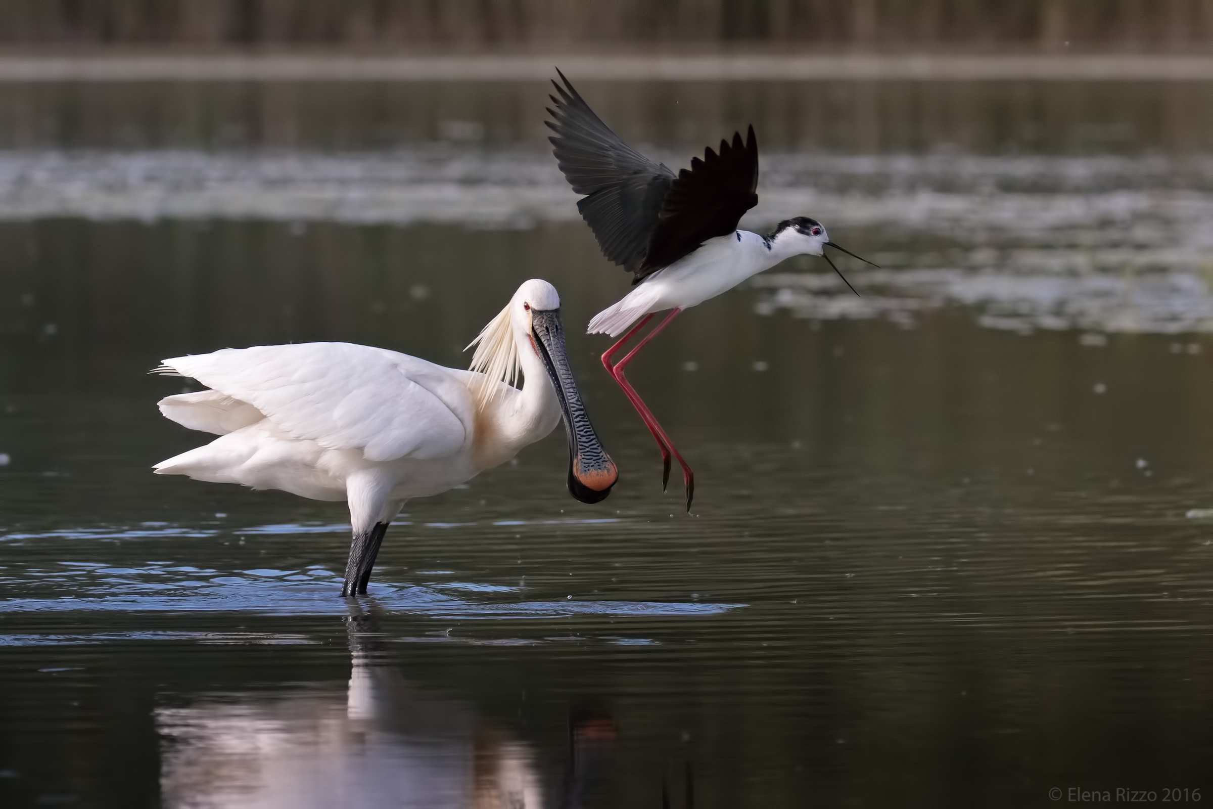Il salto della spatola