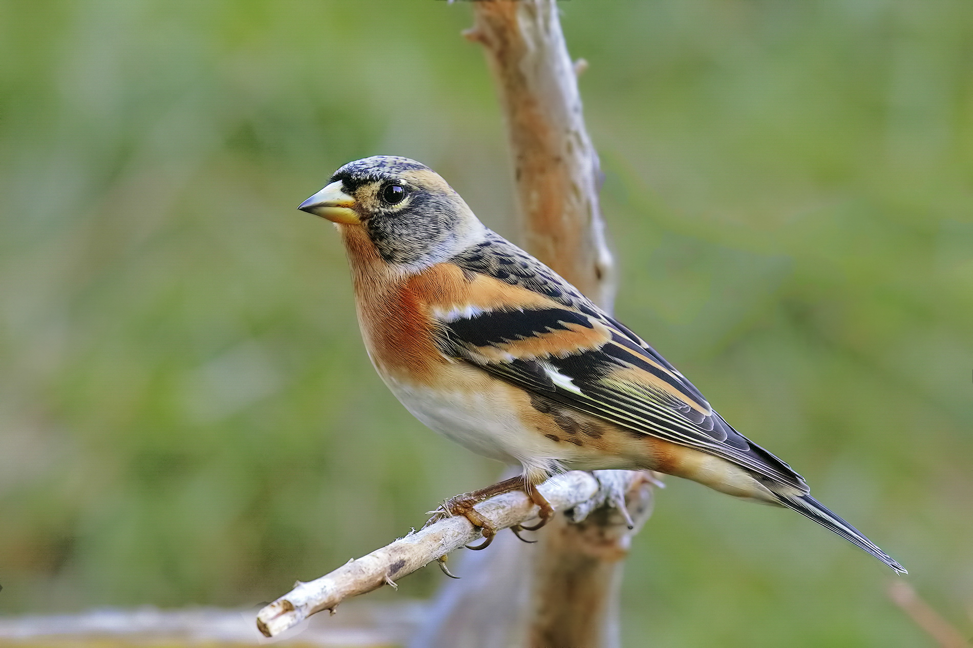 Brambling