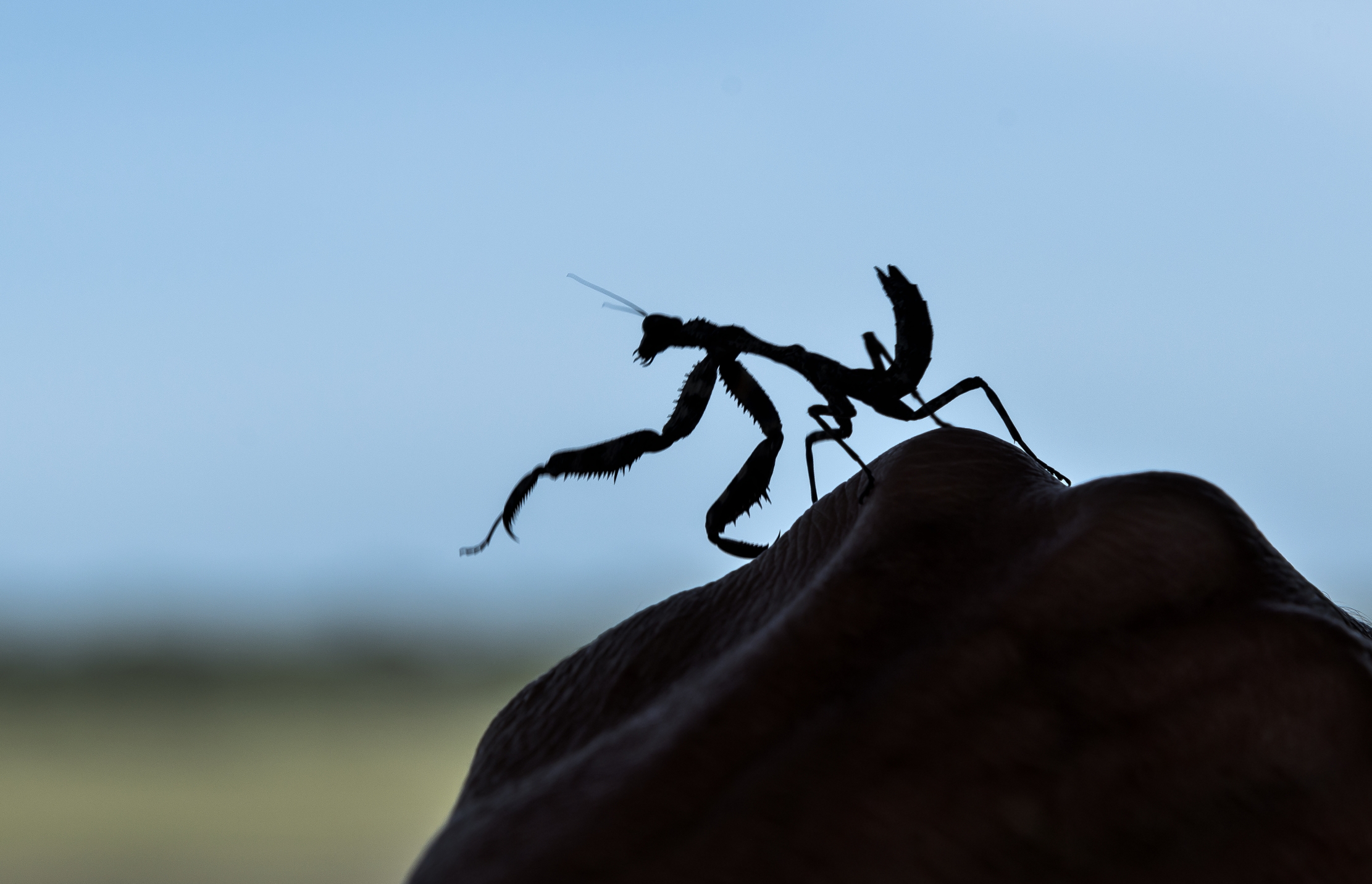 Tanzania 2016 - Mantide