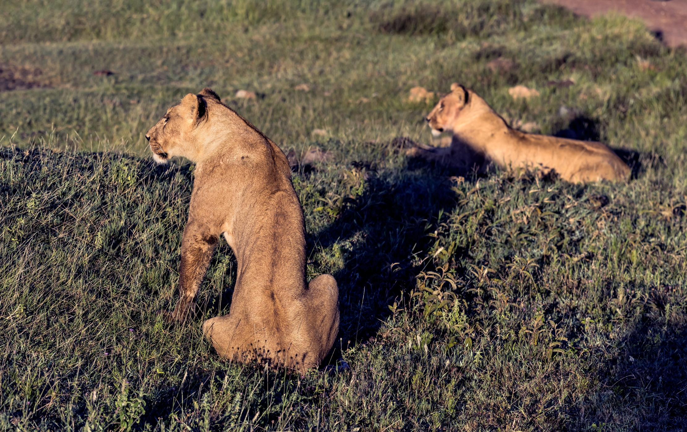 Tanzania 2016 - Sorelle