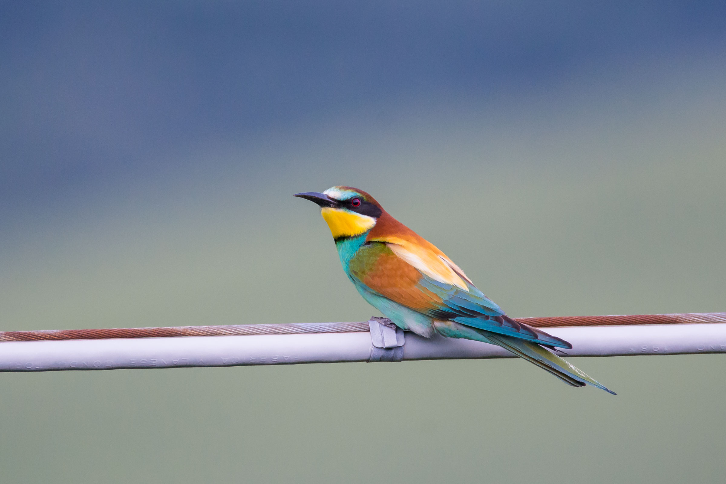 Bee Eater