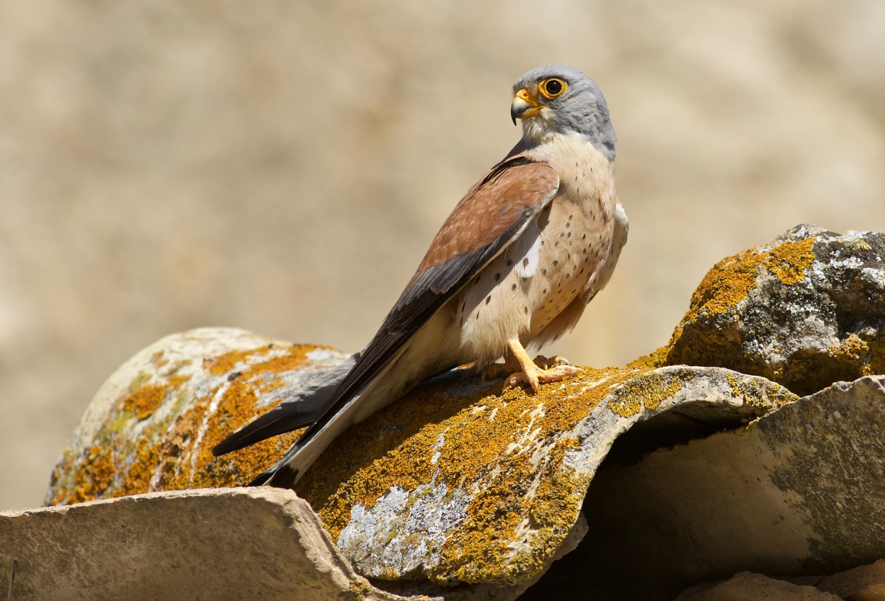 Lesser kestrel