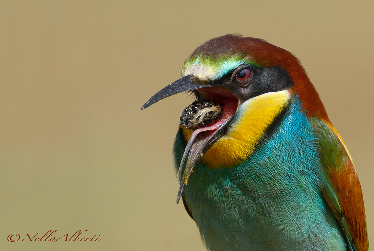 particolare del rigurgito della borra