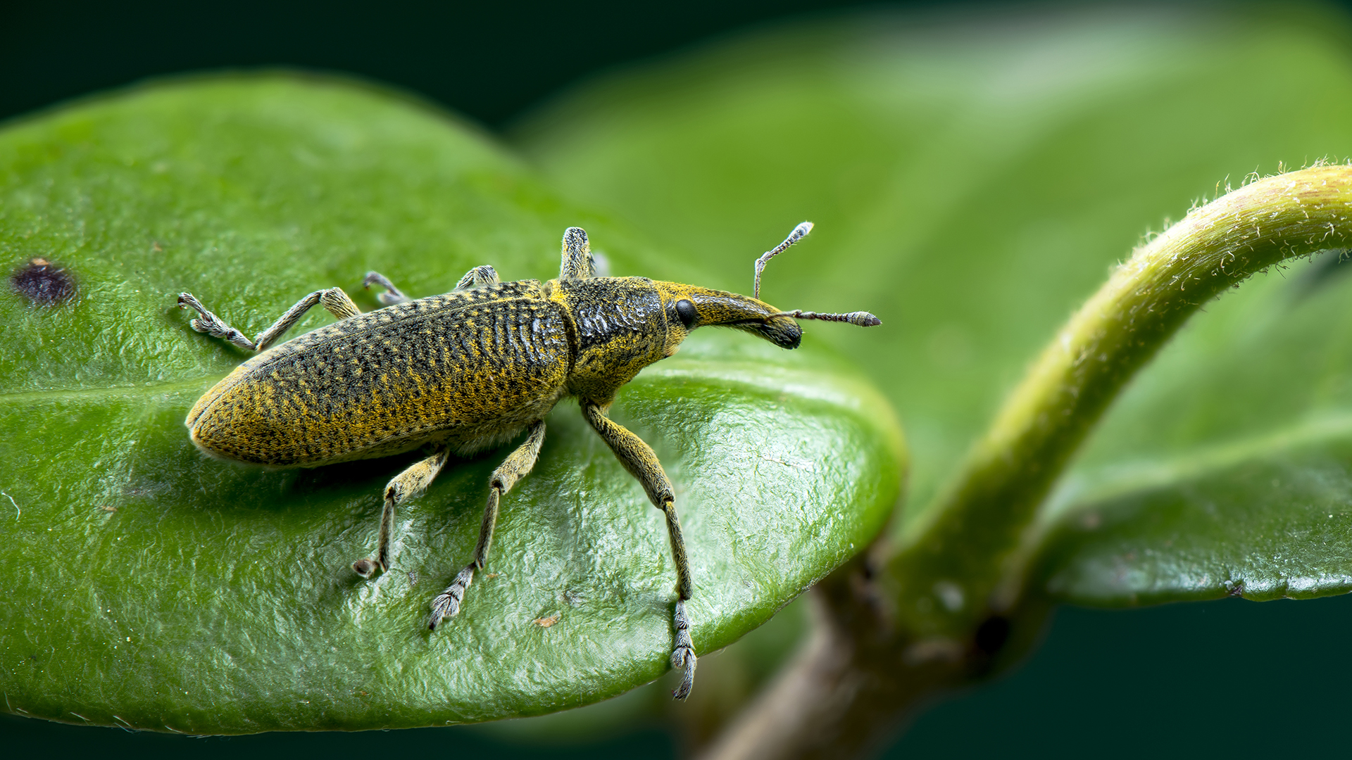 curculionidae (grazie Fiorenzo)