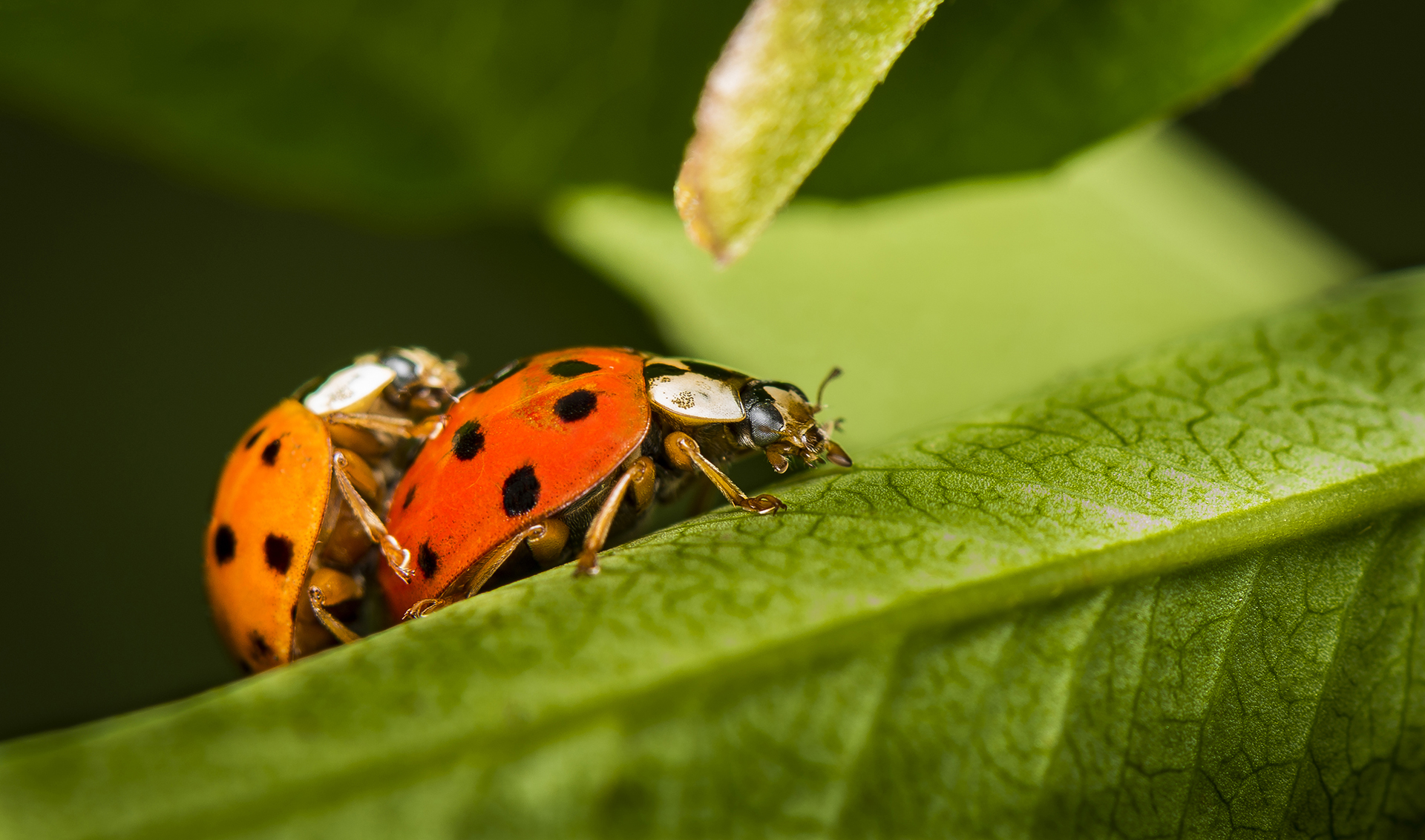 Coccinelle