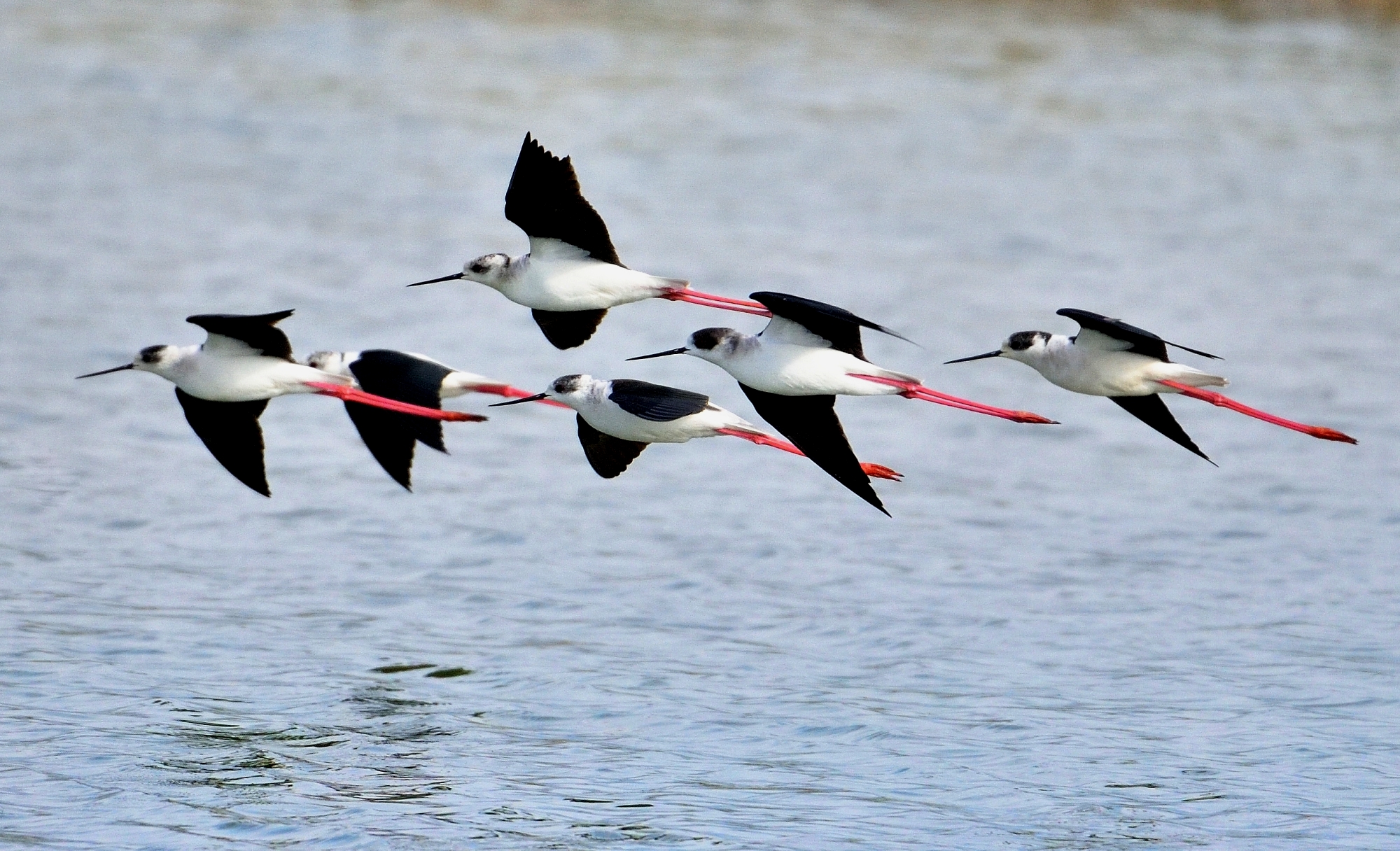 Cavalieri in formazione di volo