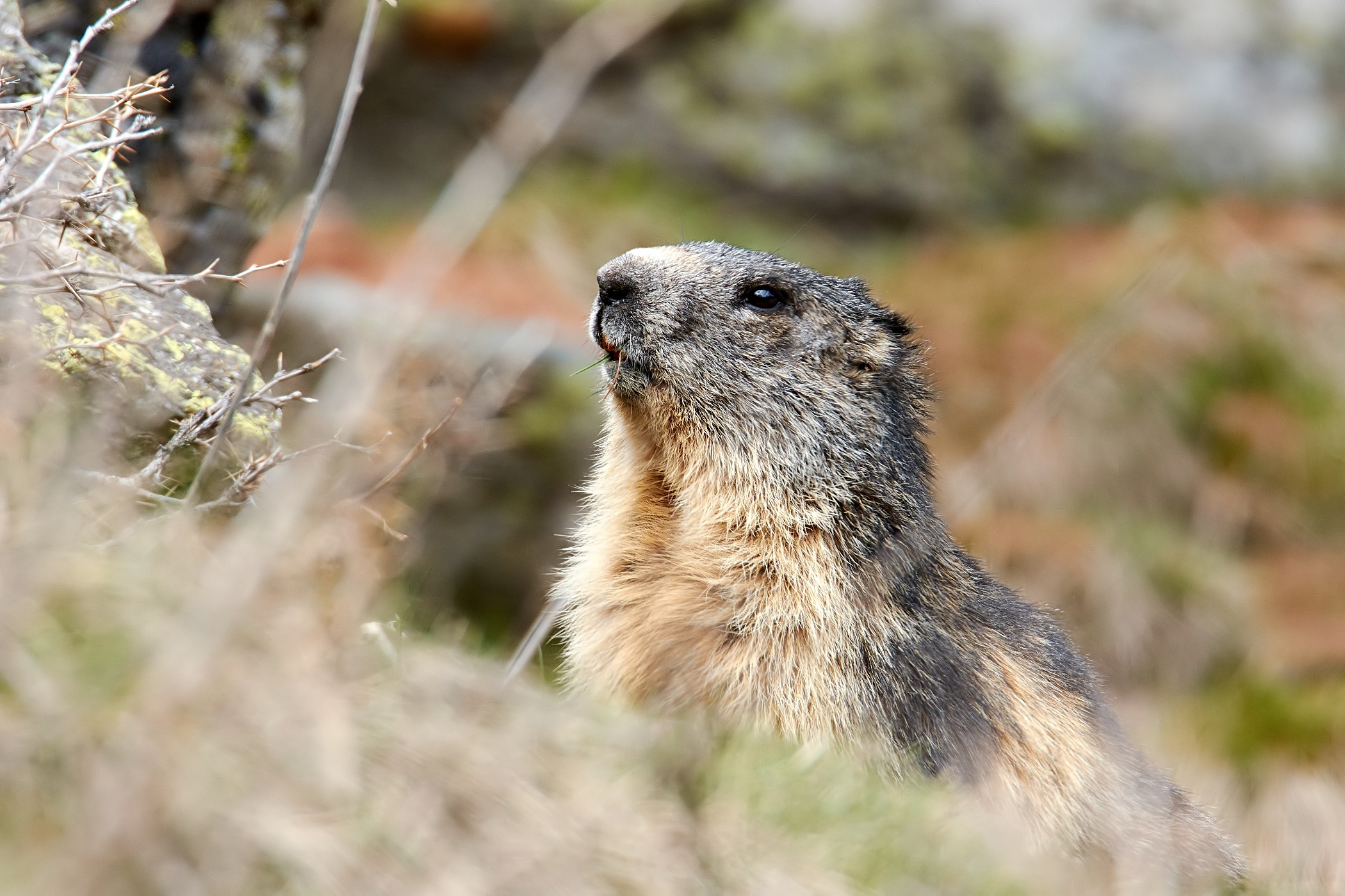 Marmotta