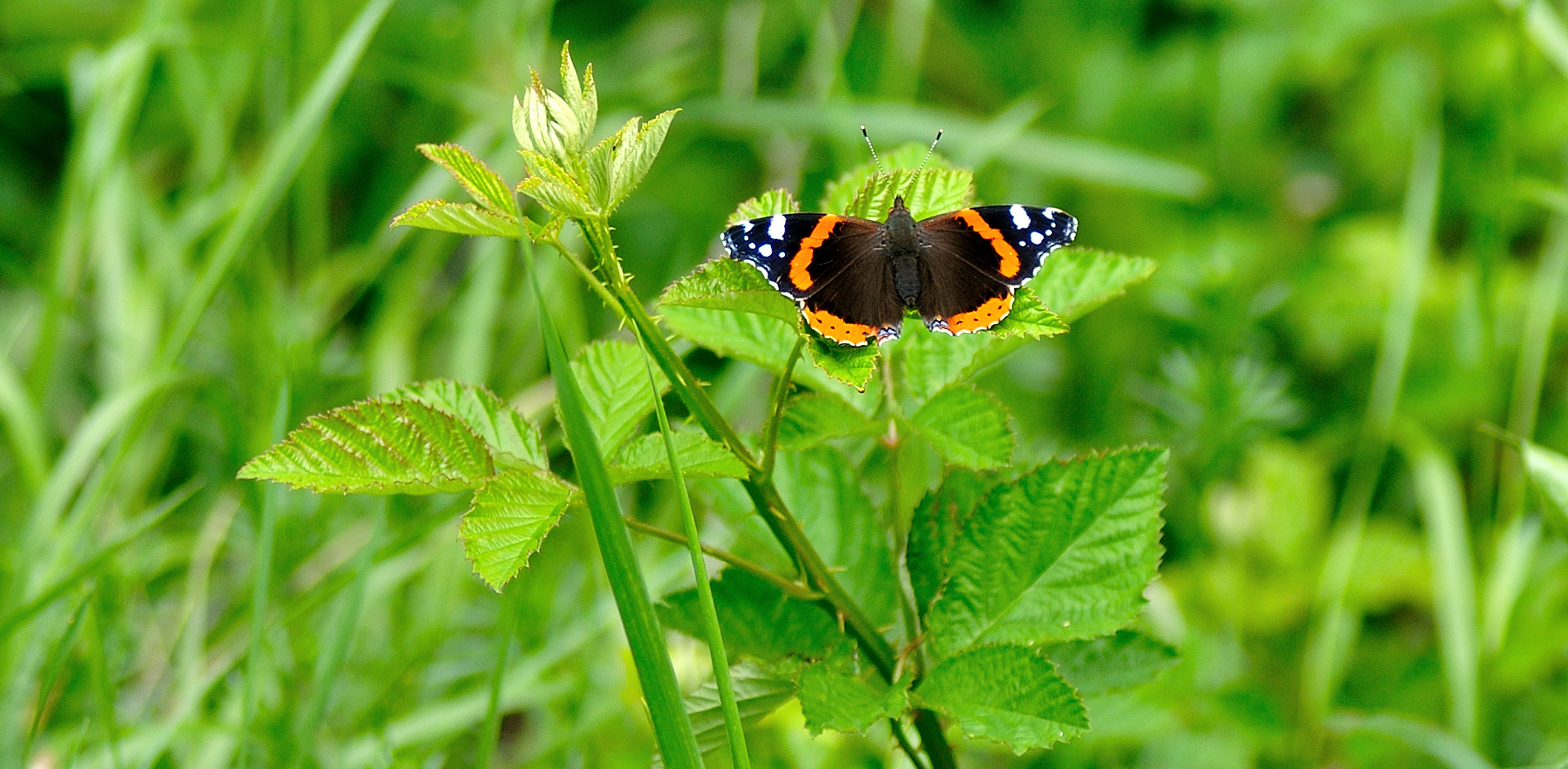 Vanessa Atalanta