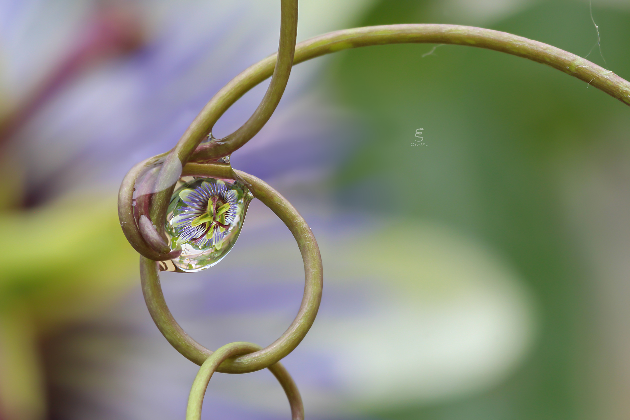 Passiflora riflessa nei sui viticci intrecciati.