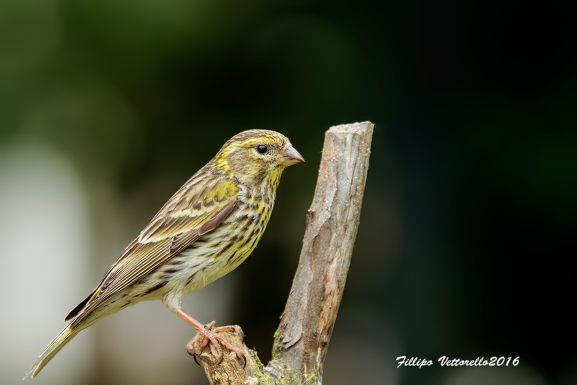 Serin in the garden