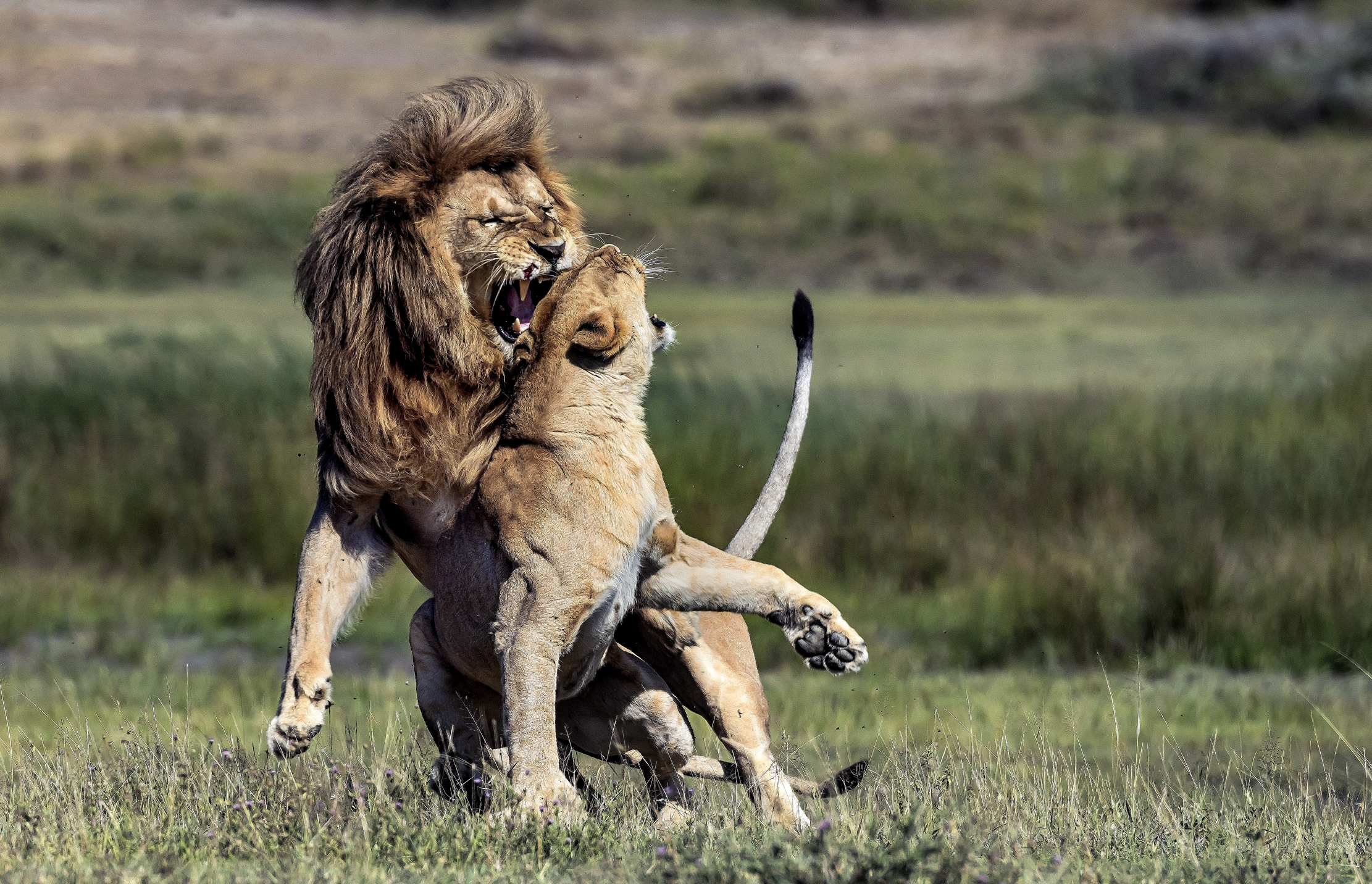 Tanzania 2016 - Amore Nervoso