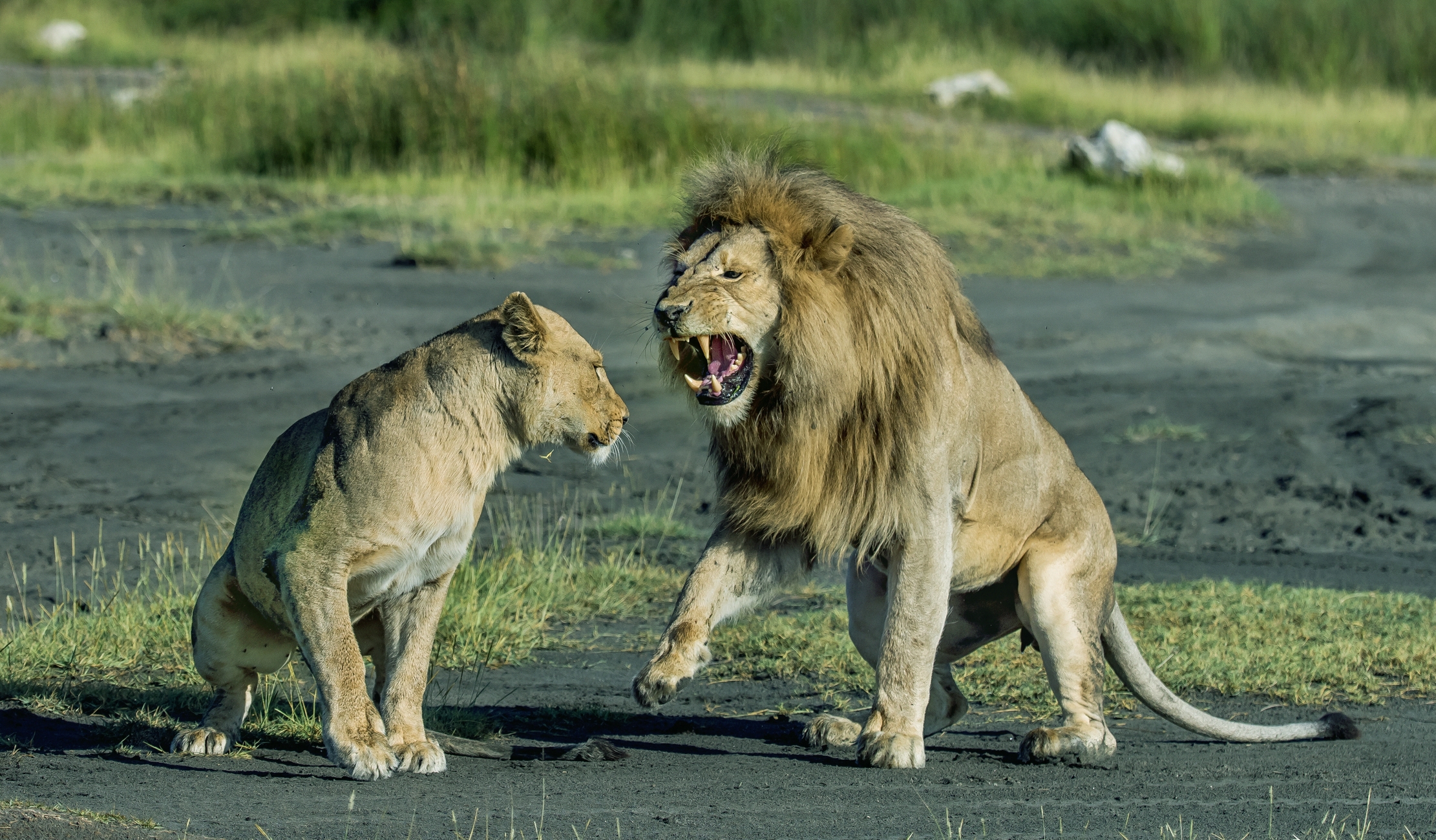 Tanzania 2016 - Amore Nervoso