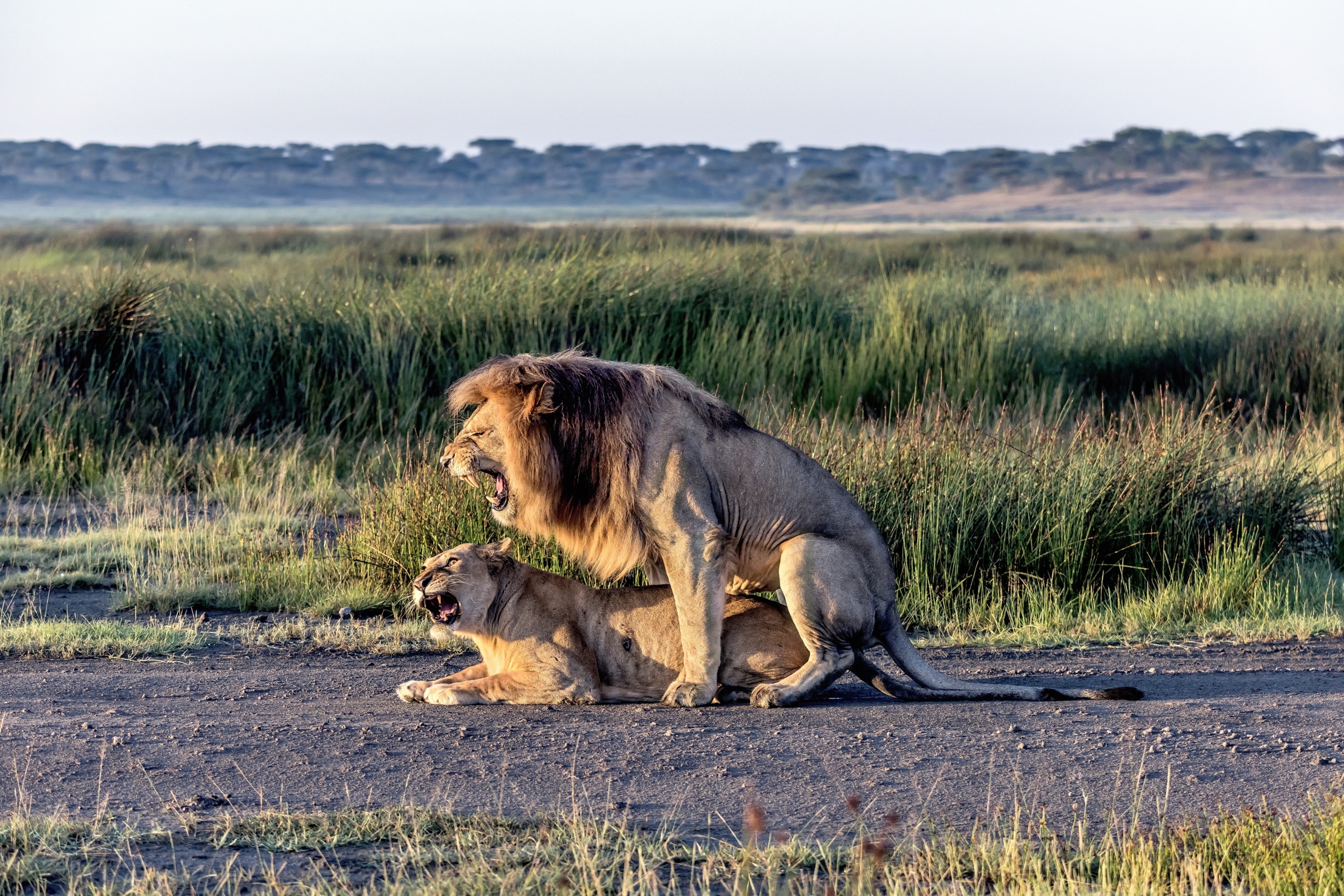 Tanzania 2016 - Amore Nervoso