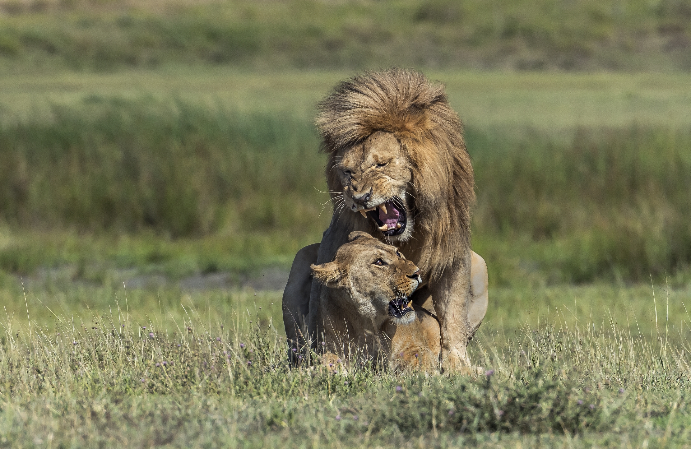 Tanzania 2016 - Amore Nervoso