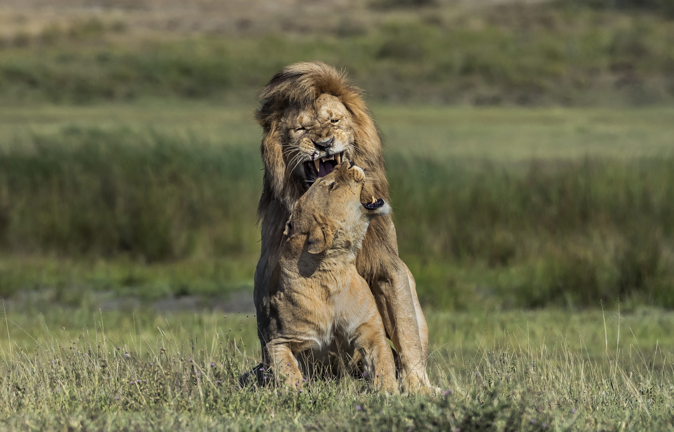 Tanzania 2016 - Amore Nervoso